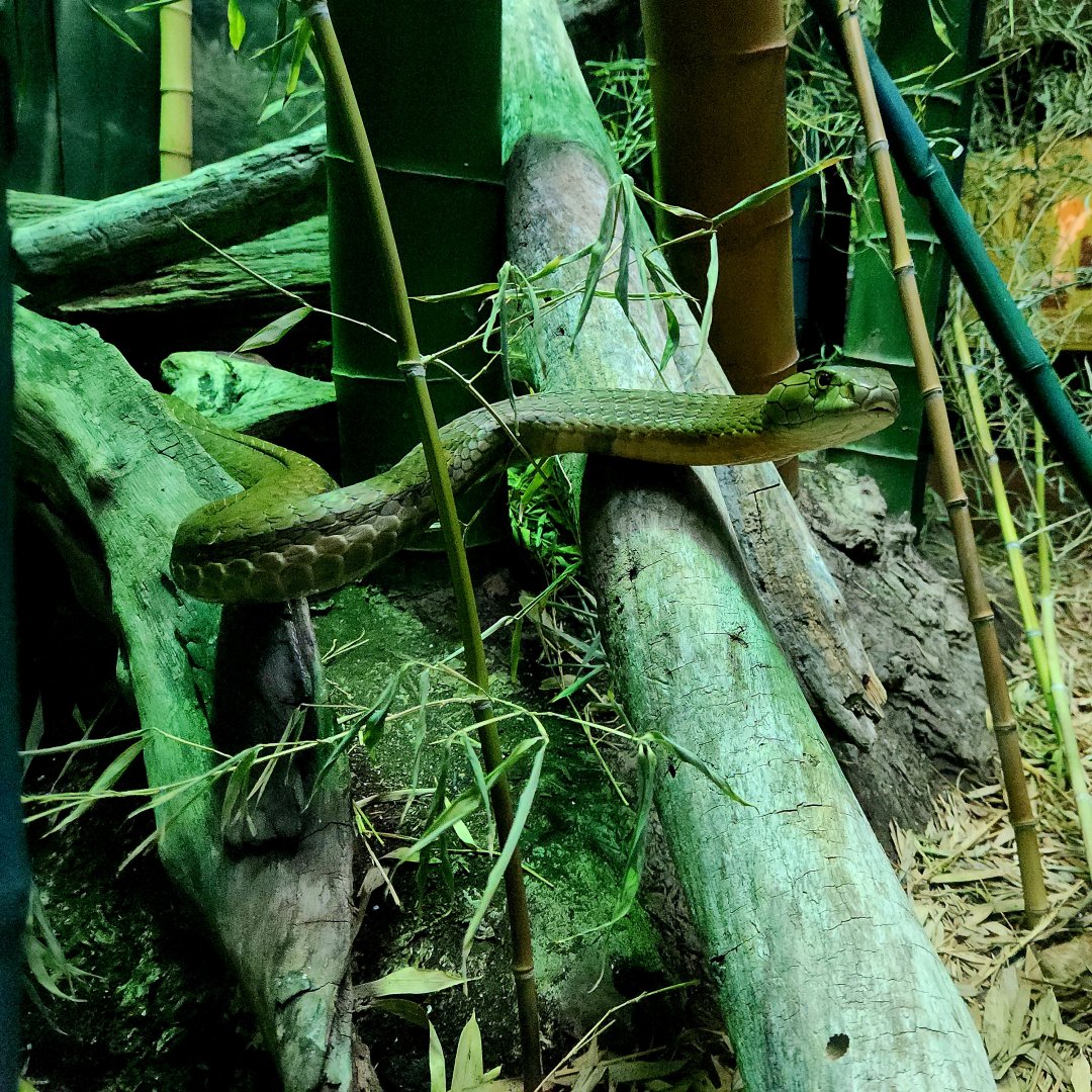 King Cobra (Ophiophagus hannah)