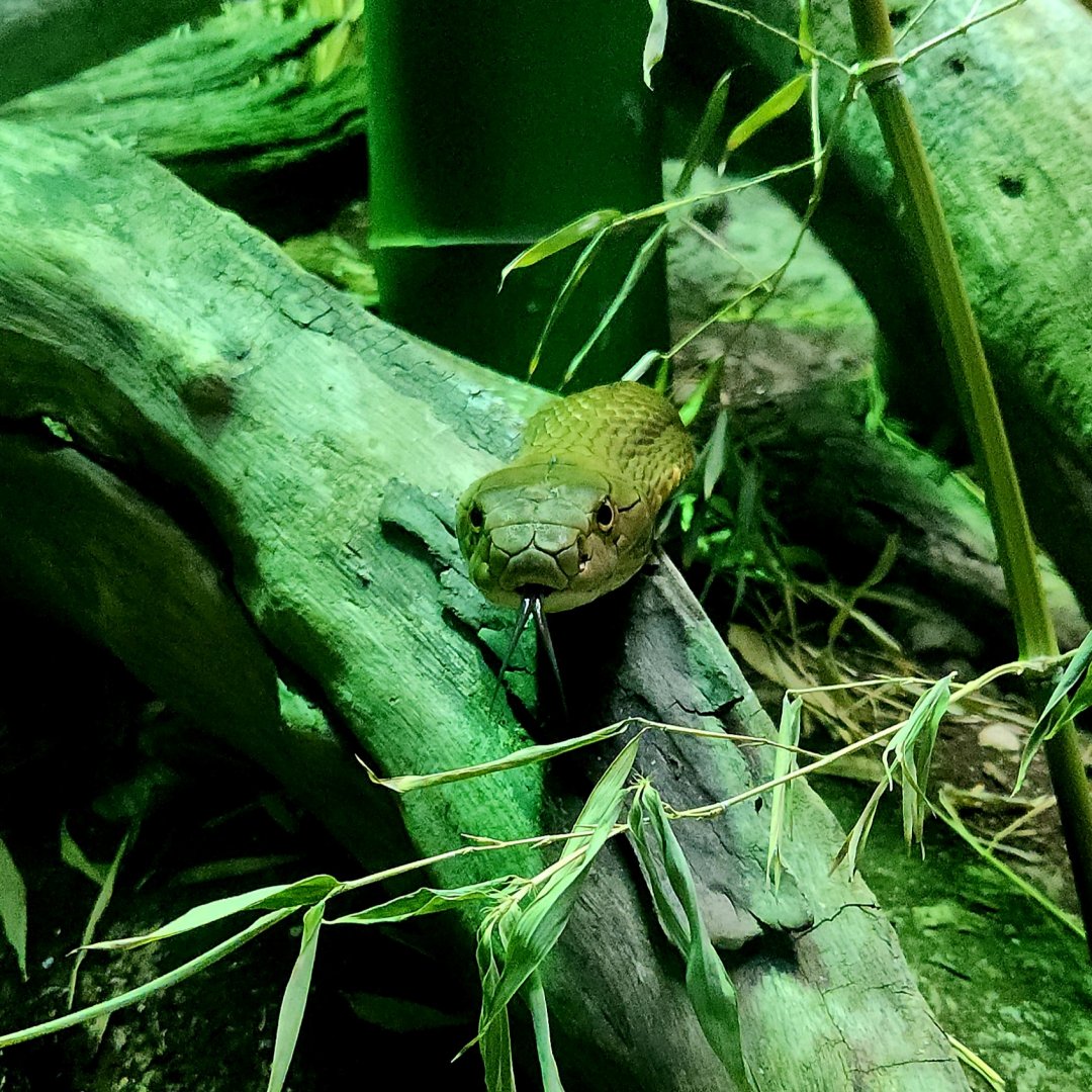 King Cobra (Ophiophagus hannah)