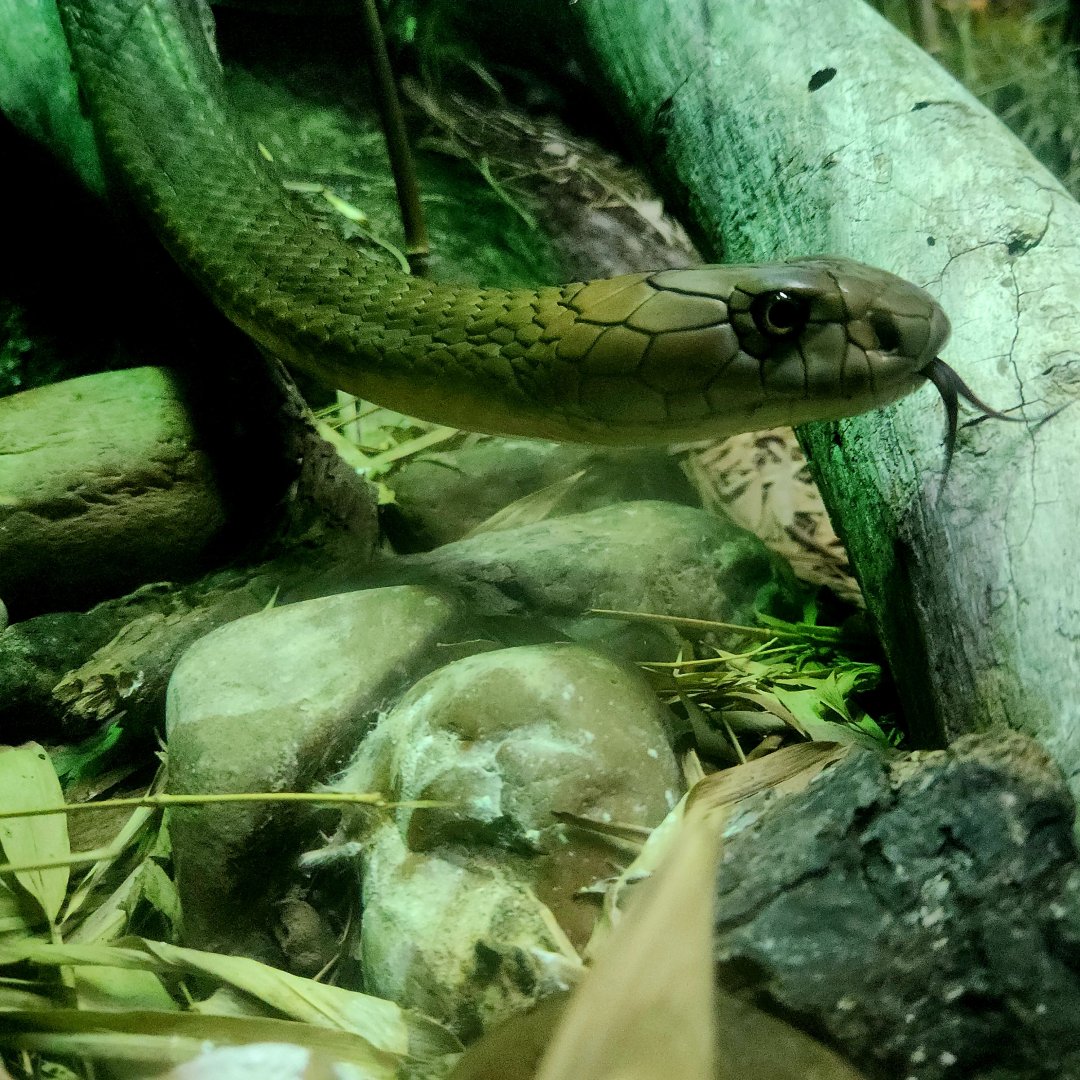 King Cobra (Ophiophagus hannah)