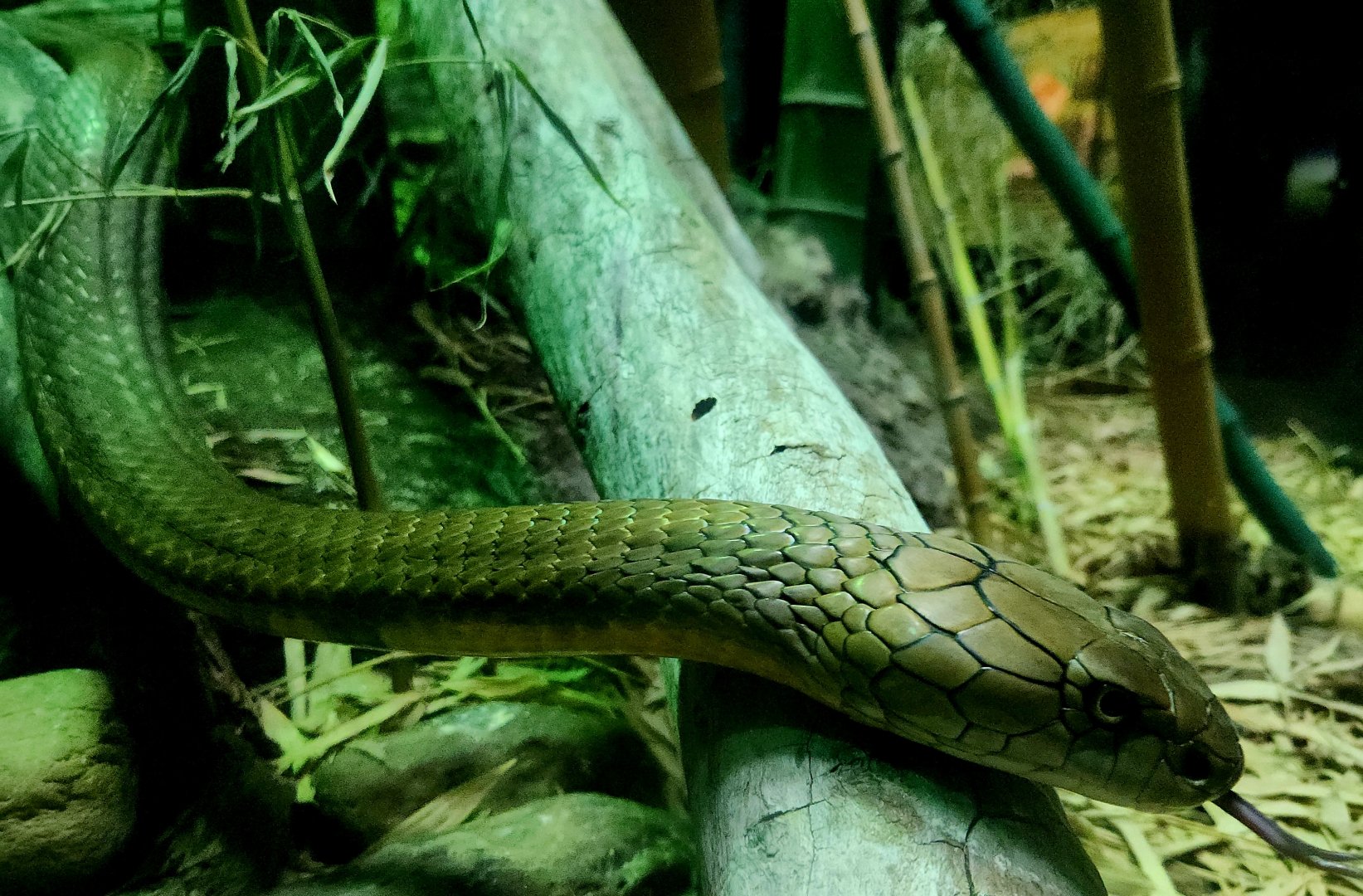 King Cobra (Ophiophagus hannah)