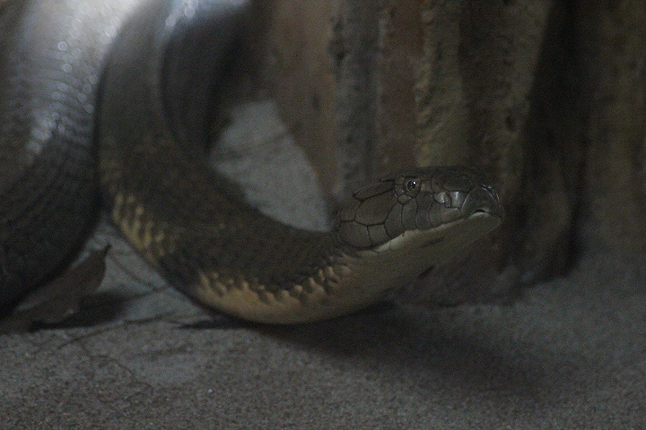 King cobra (Ophiophagus hannah)