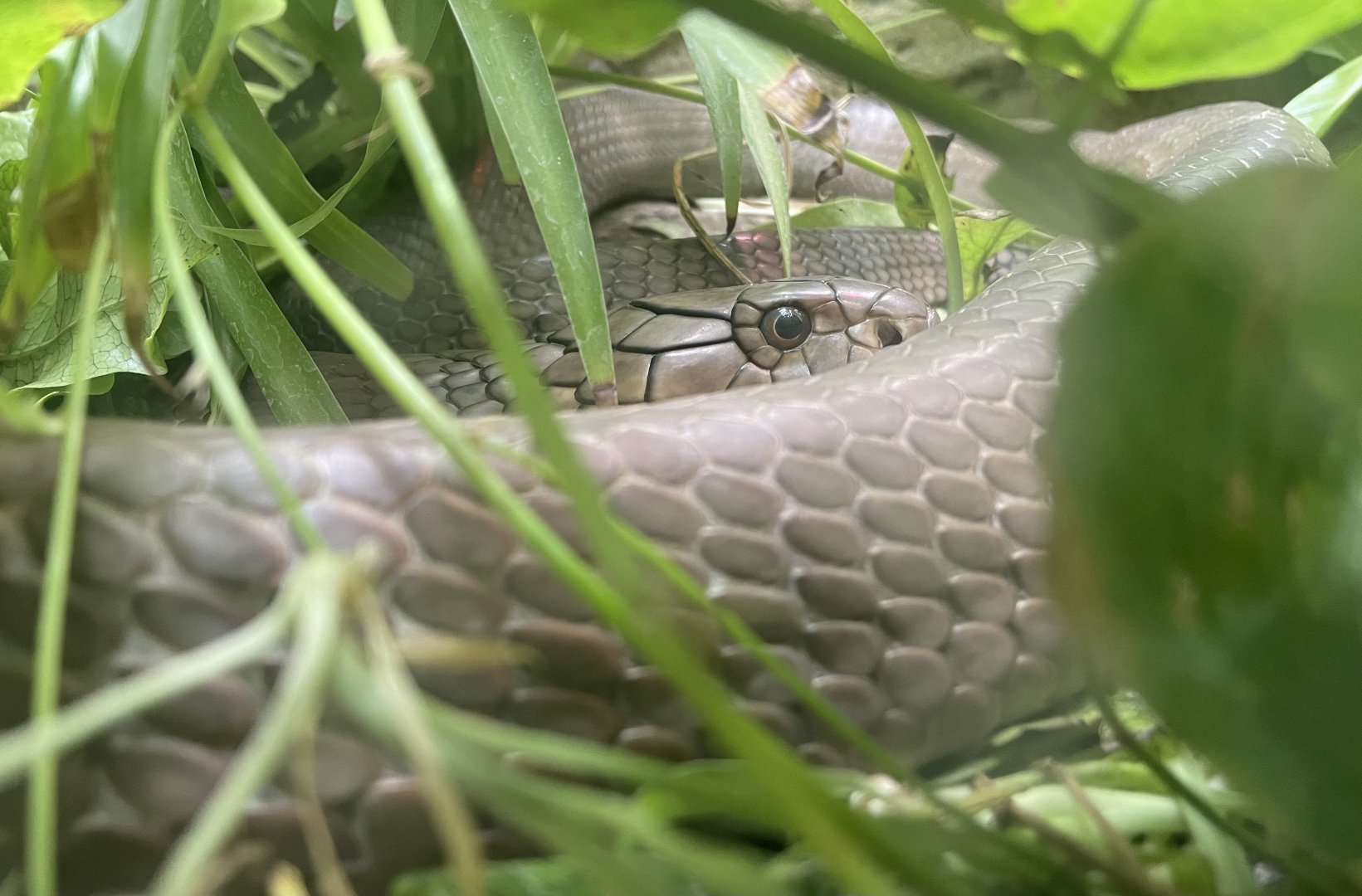 King Cobra, Ophiophagus hannah