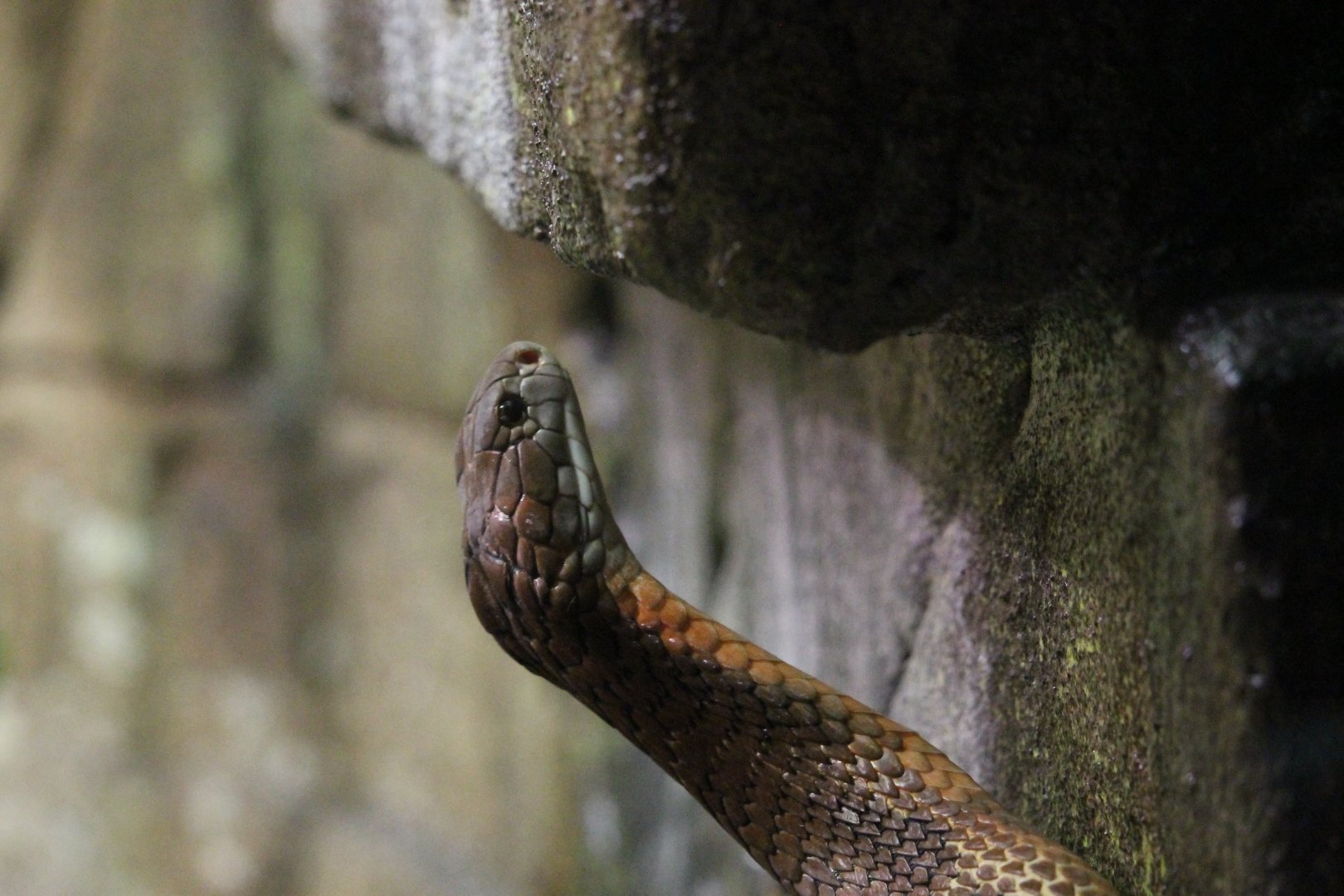 King cobra (Ophiophagus hannah)