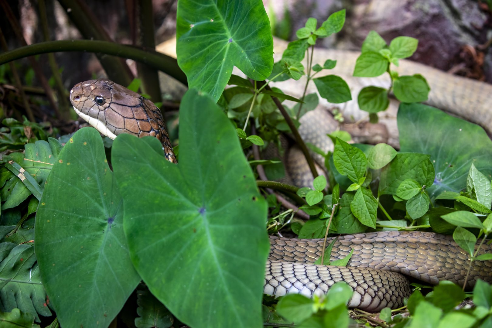 king cobra (Ophiophagus hannah)