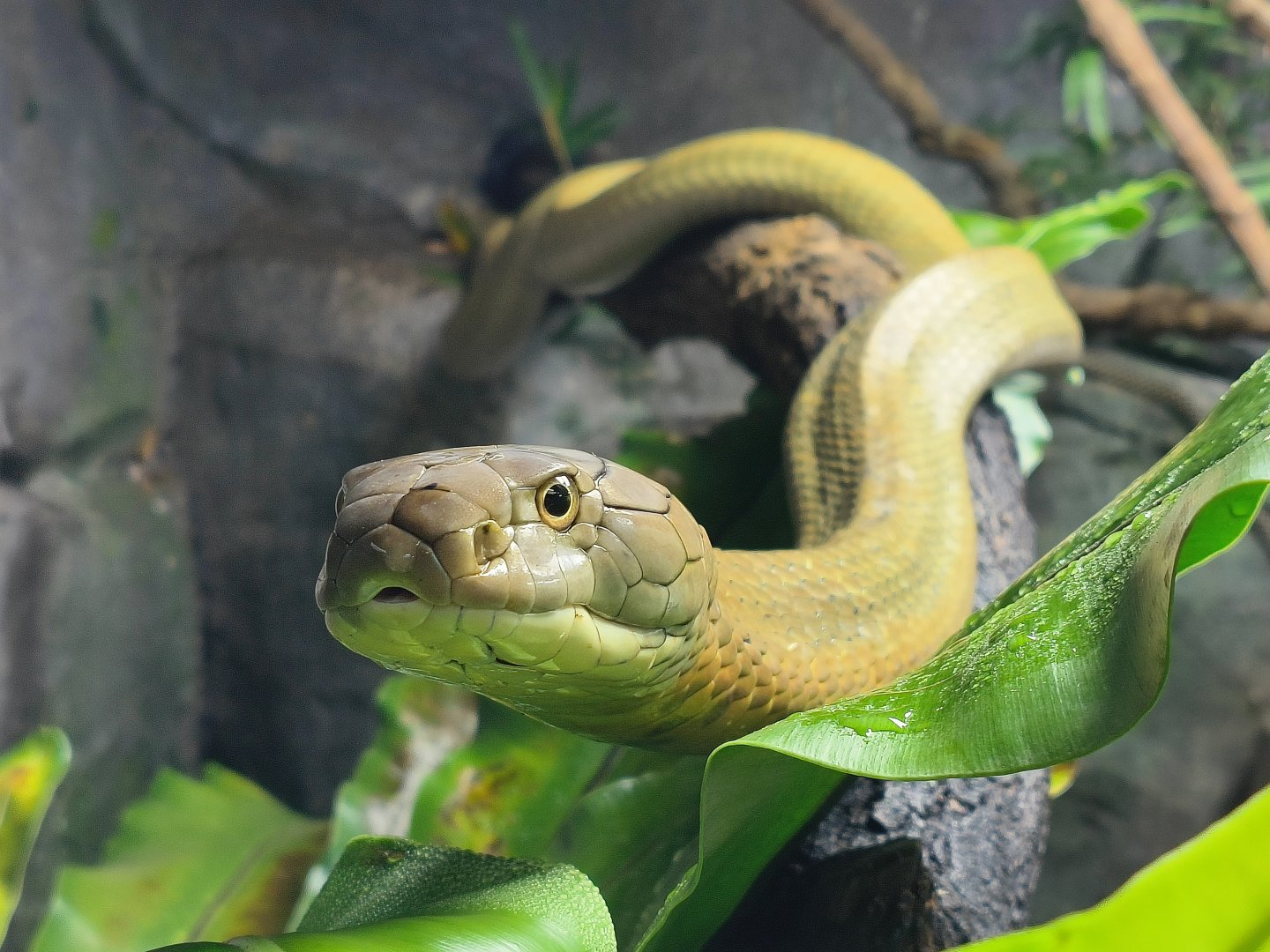 King Cobra (Ophiophagus hannah)