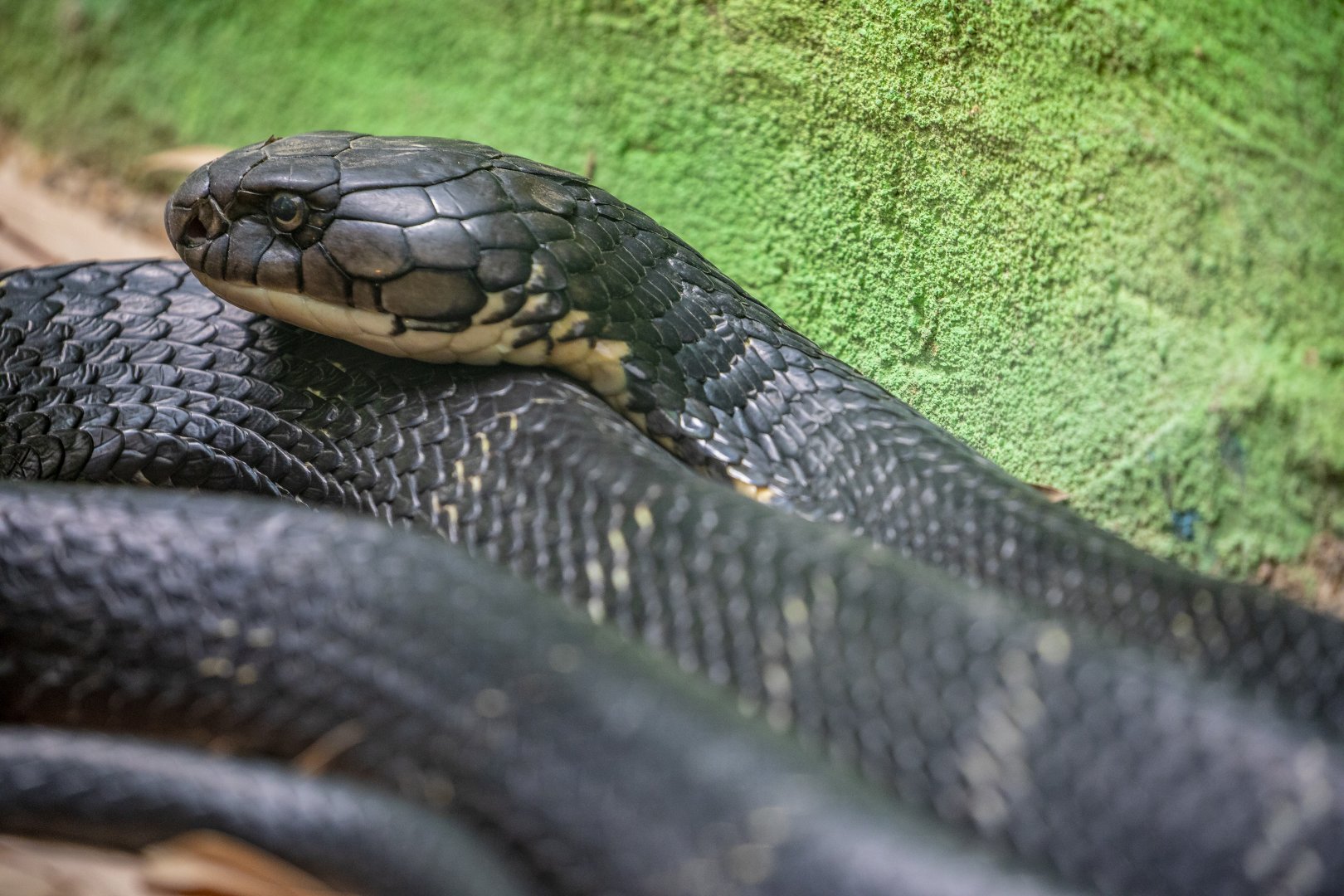 King Cobra (Ophiophagus hannah)