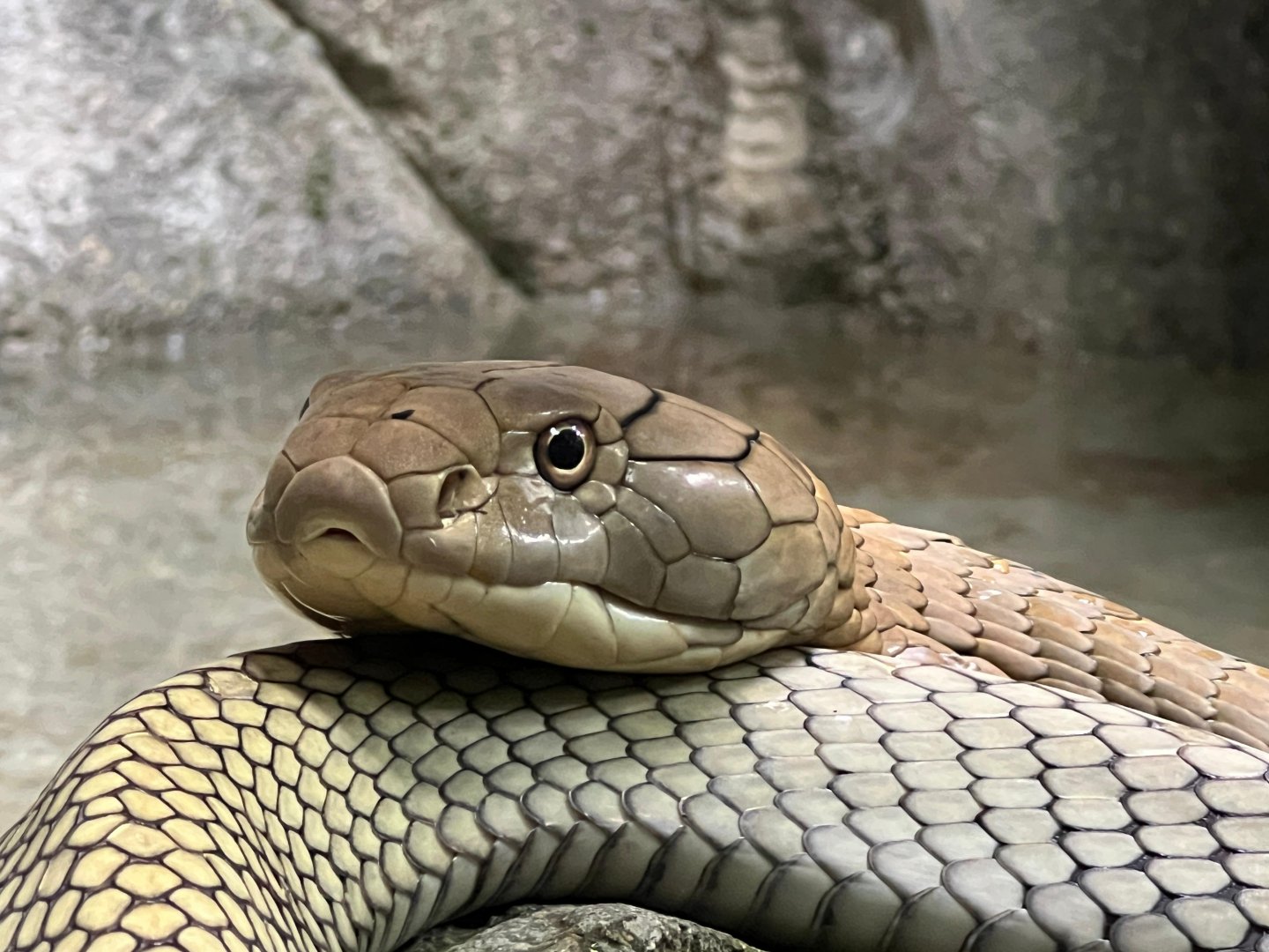 King Cobra (Ophiophagus Hannah)