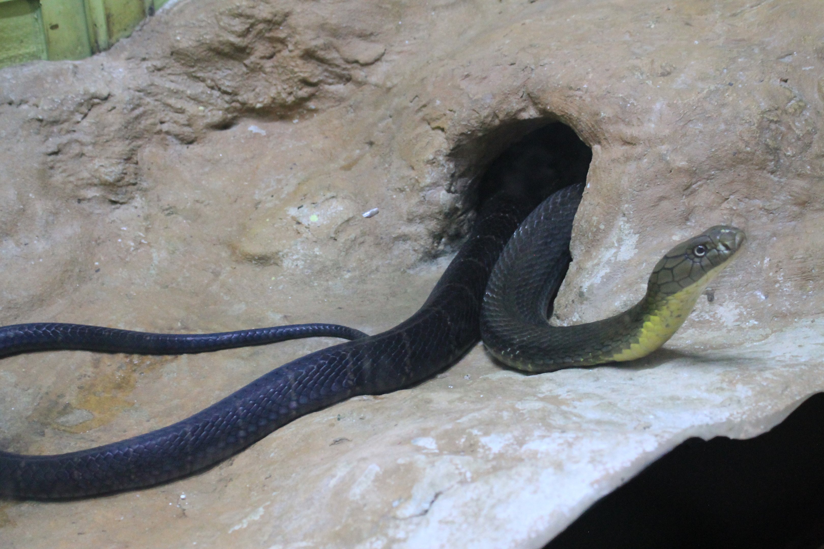 King Cobra (Ophiophagus hannah)