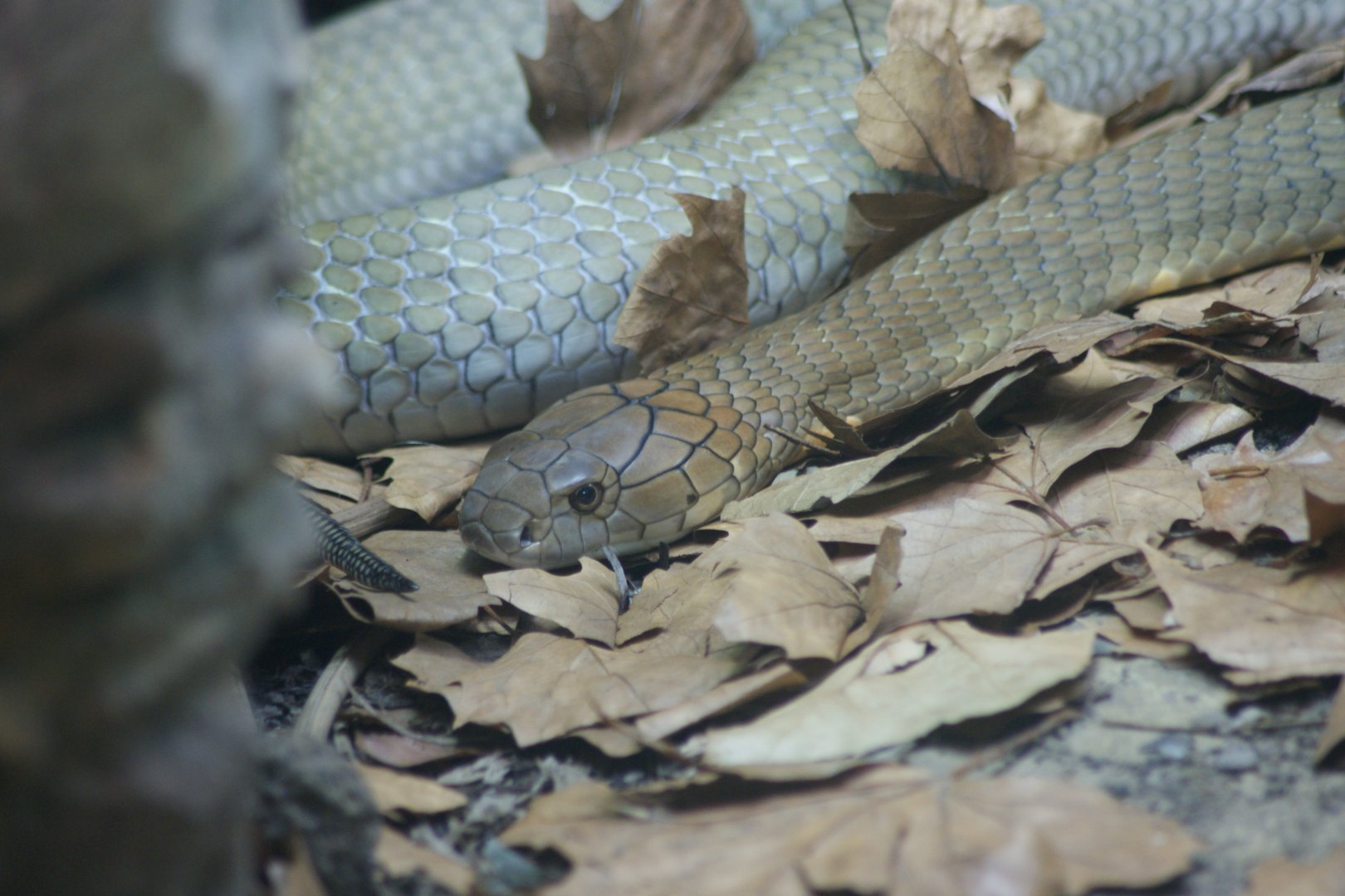 King Cobra (Ophiophagus hannah)