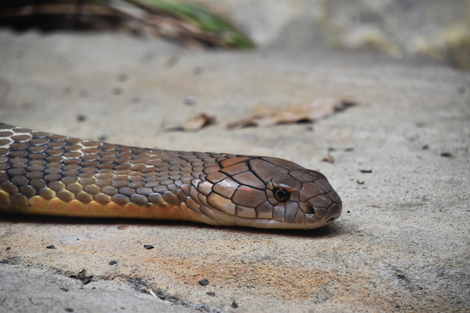 King cobra, Ophiophagus hannah