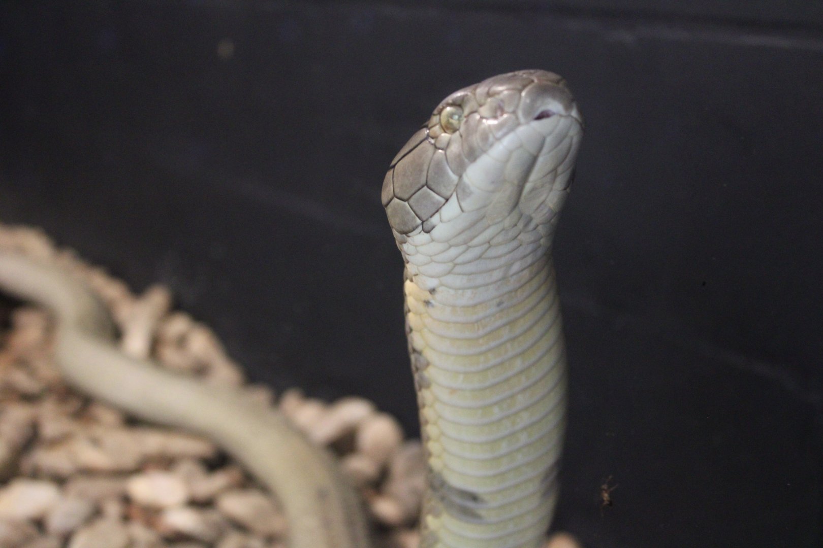 King Cobra (Ophiophagus sp.)
