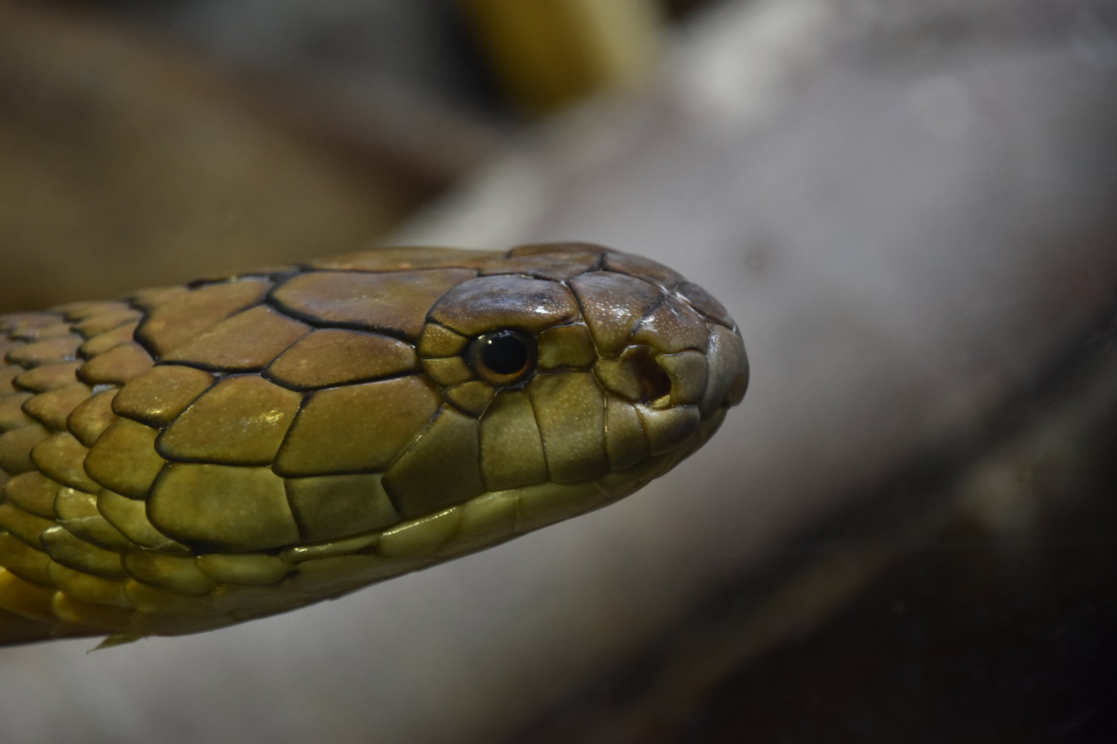 King cobra portrait