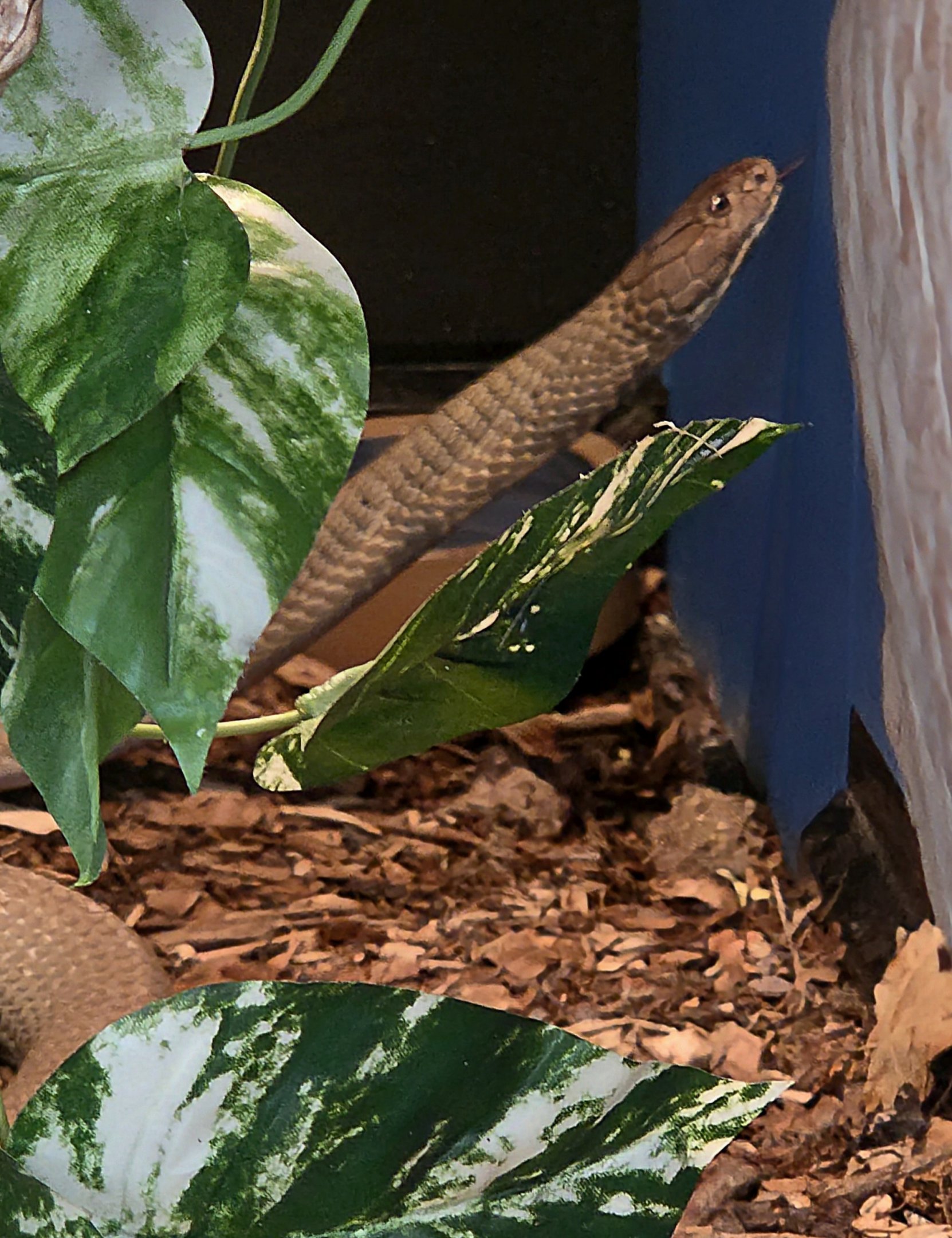 King Cobra-Reptile Gardens