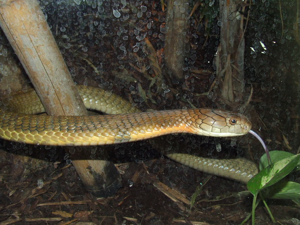 King Cobra, Reptile House