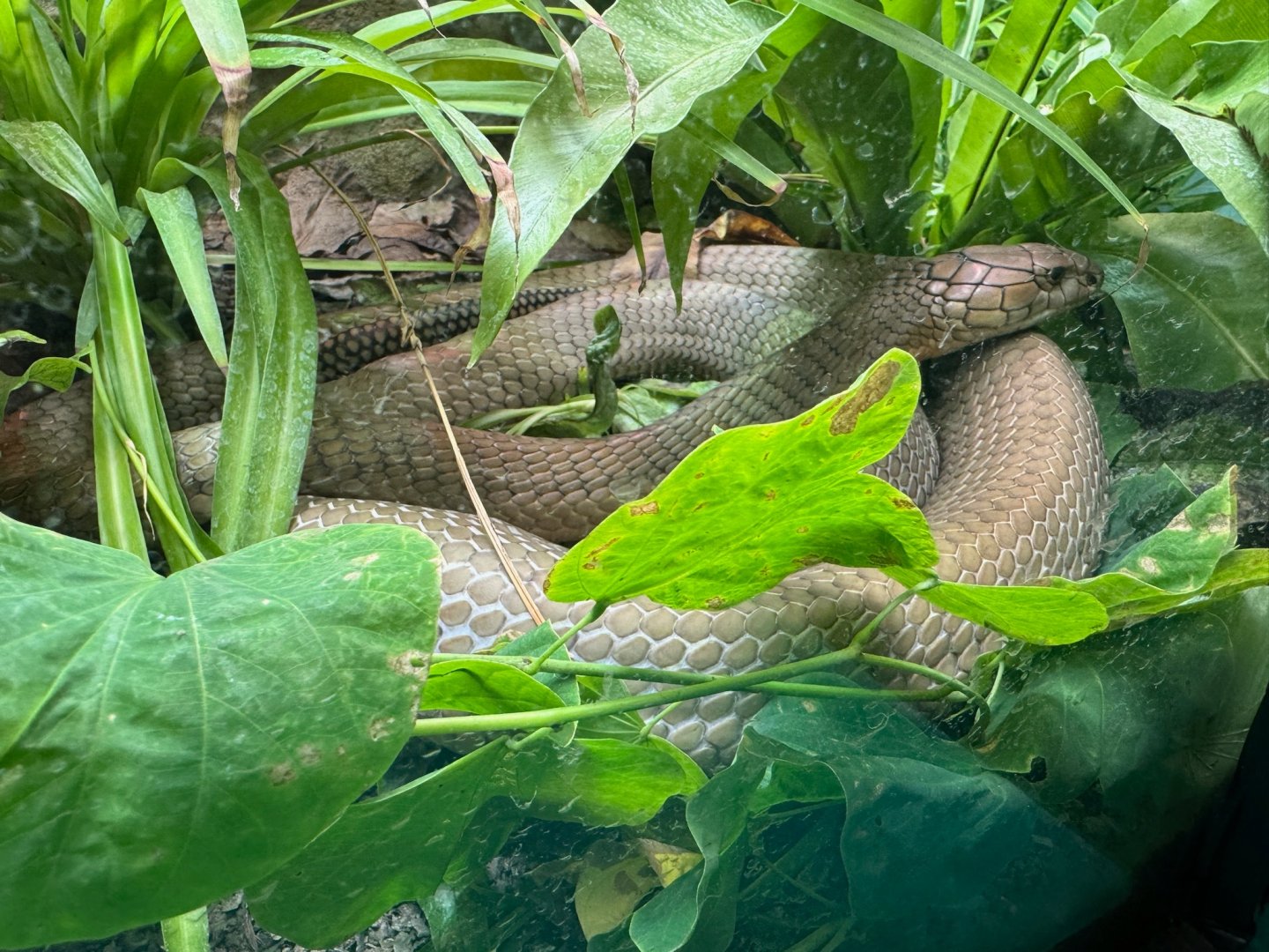 King Cobra - Secret Lives of Reptiles and Amphibians