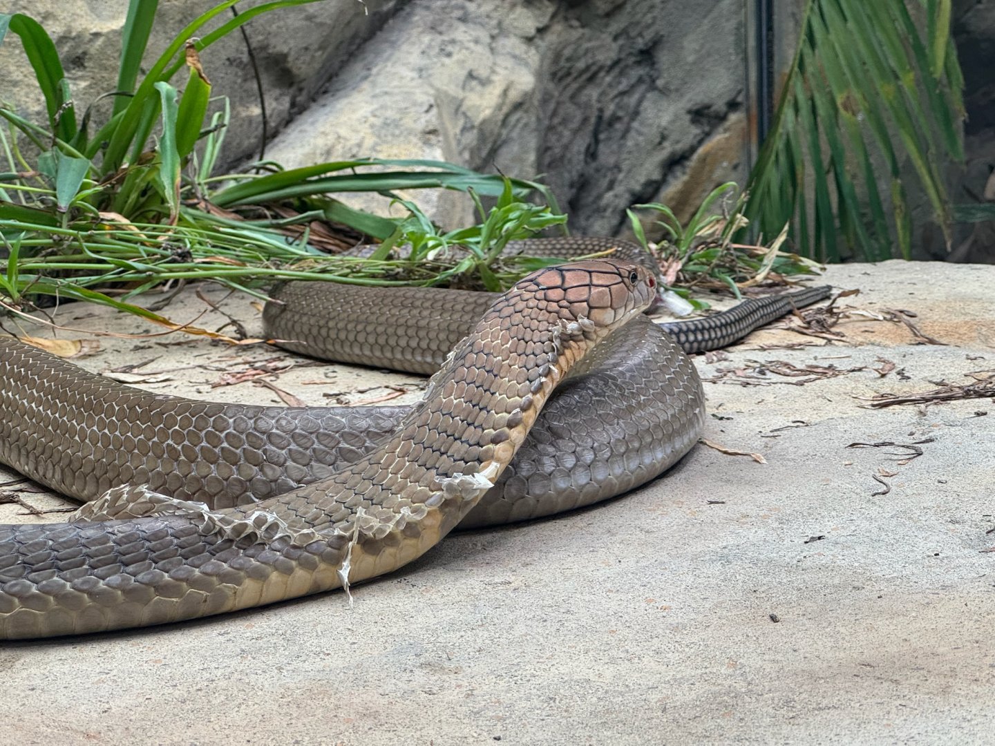 King Cobra shedding skin