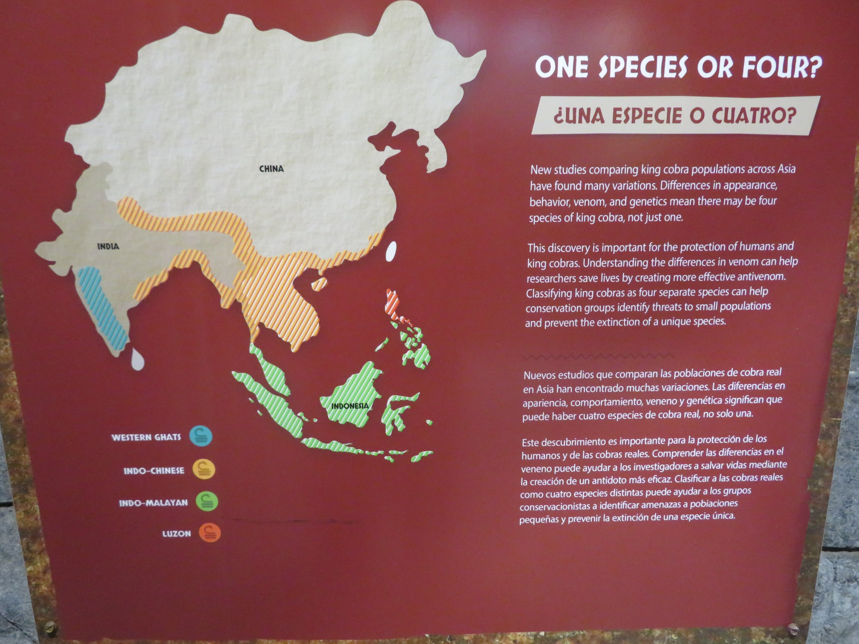 King Cobra Split Signage