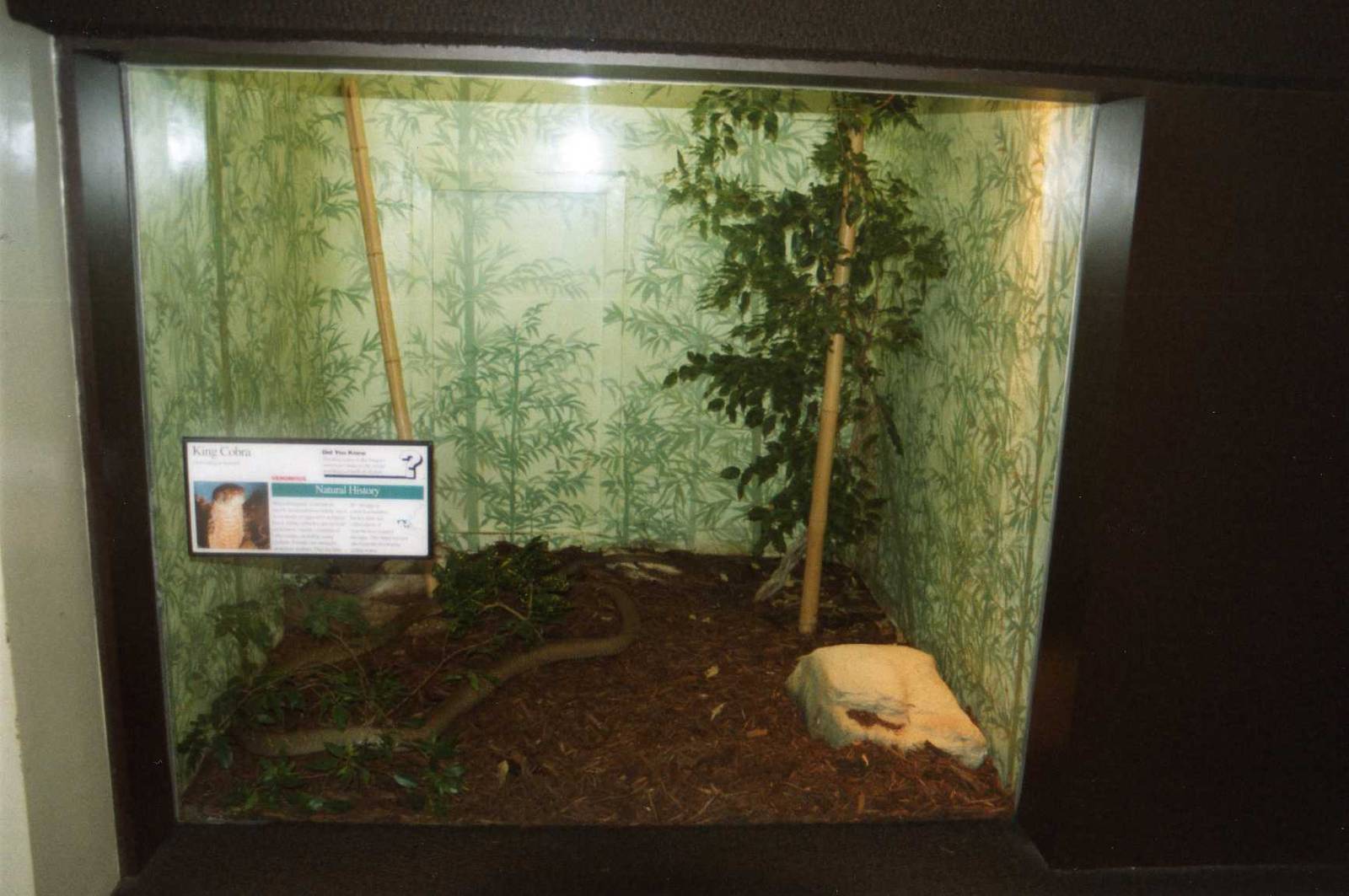 King Cobra Terrarium