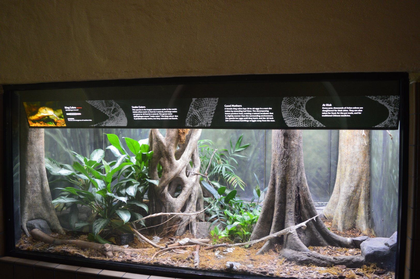 King Cobra Terrarium