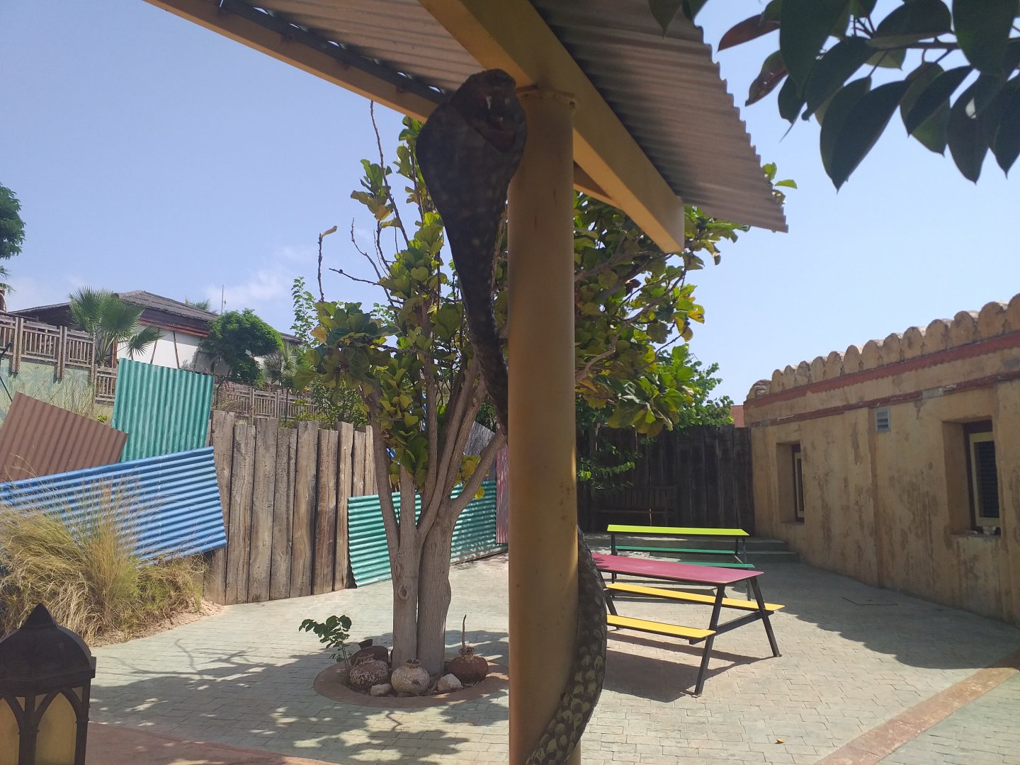 King cobra themeing -TerraNatura Benidorm (2021)