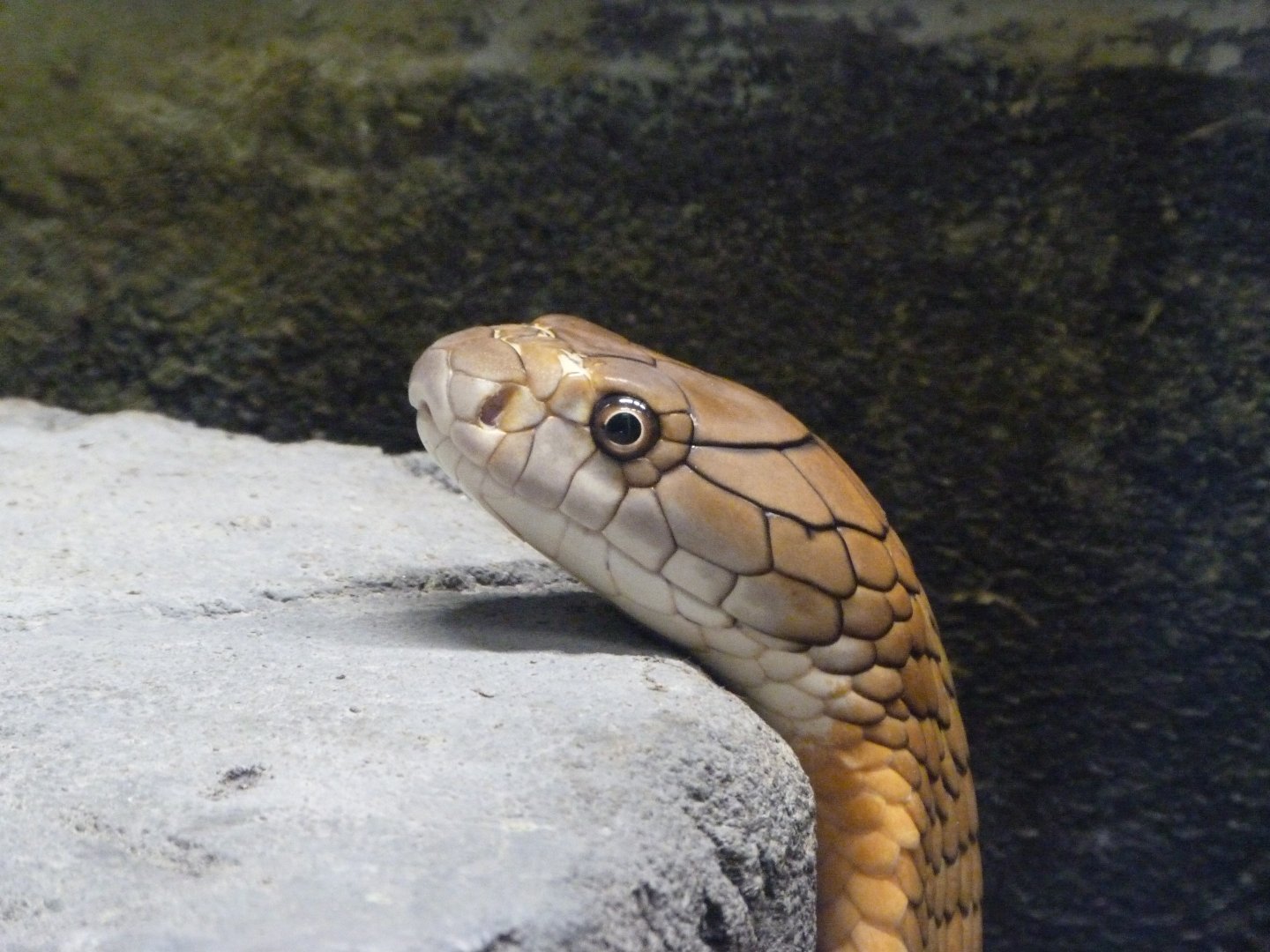 King cobra -Tierpark Berlin (2024)