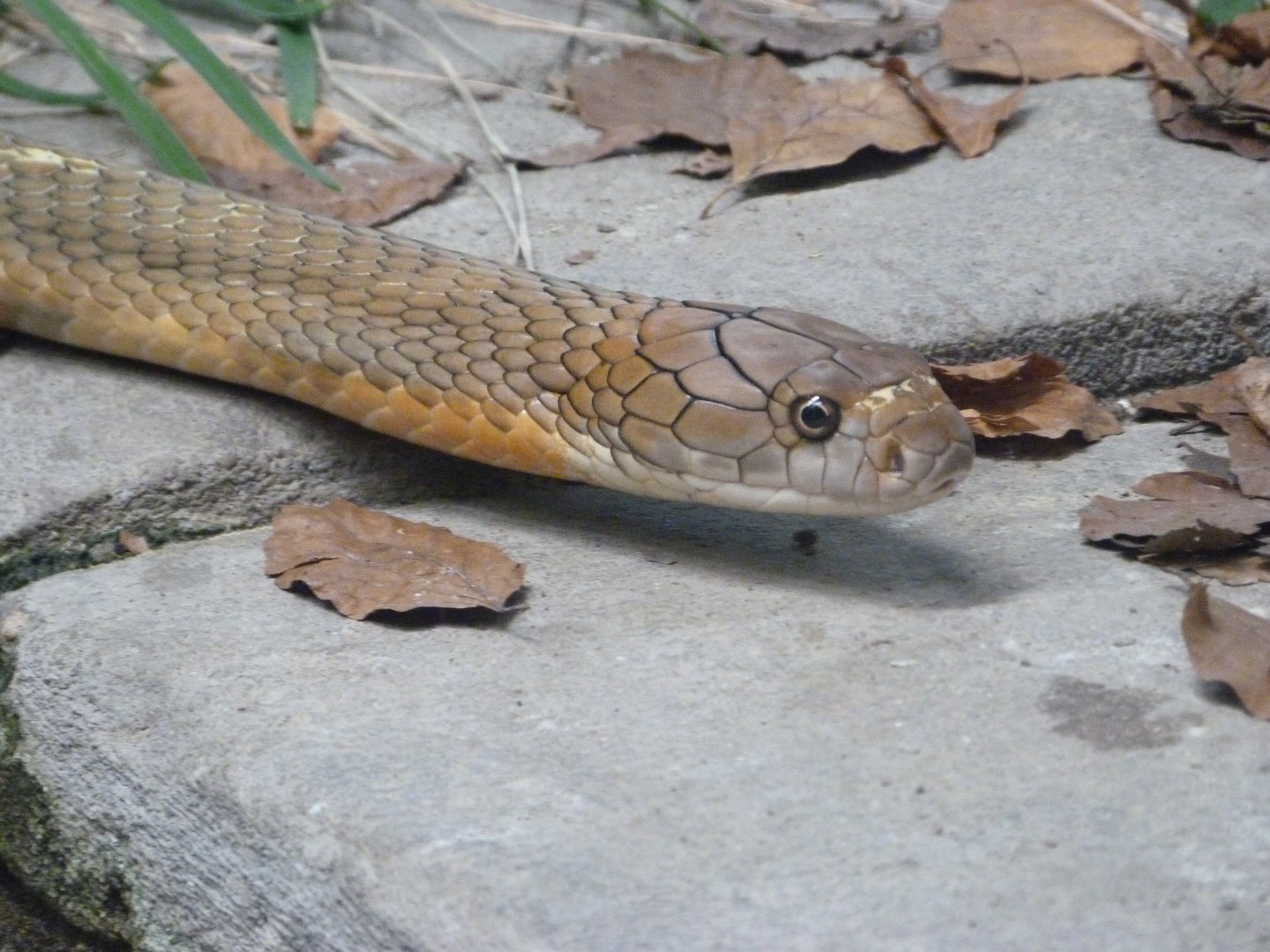 King cobra -Tierpark Berlin (2024)