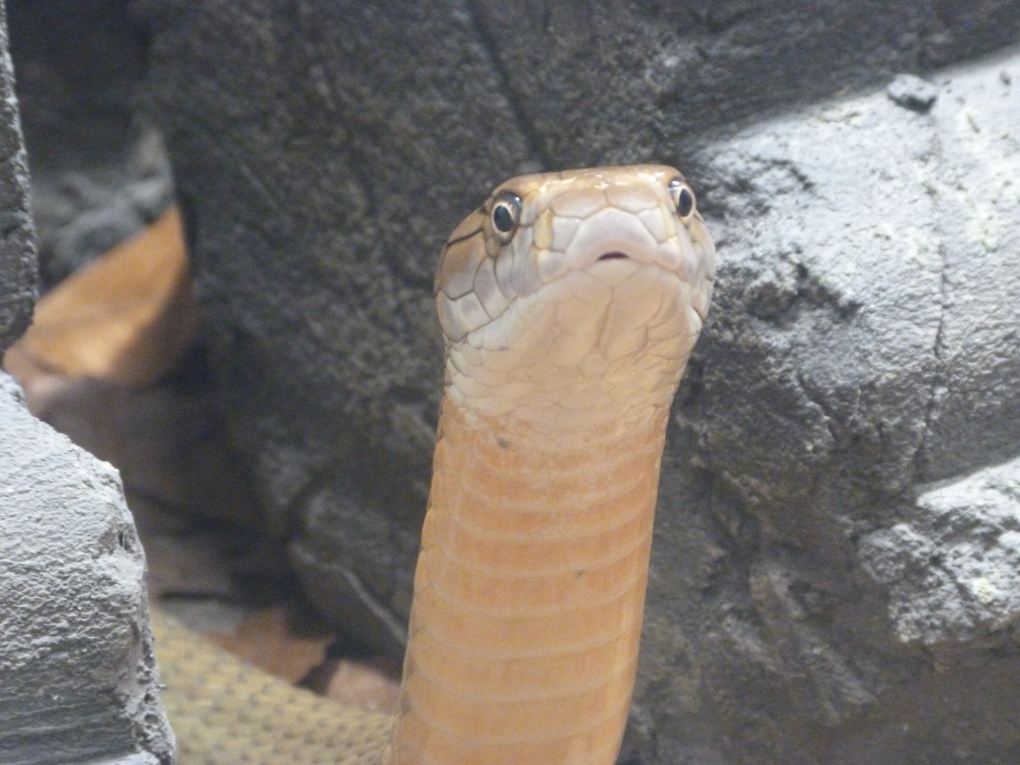 King cobra -Tierpark Berlin (2024)