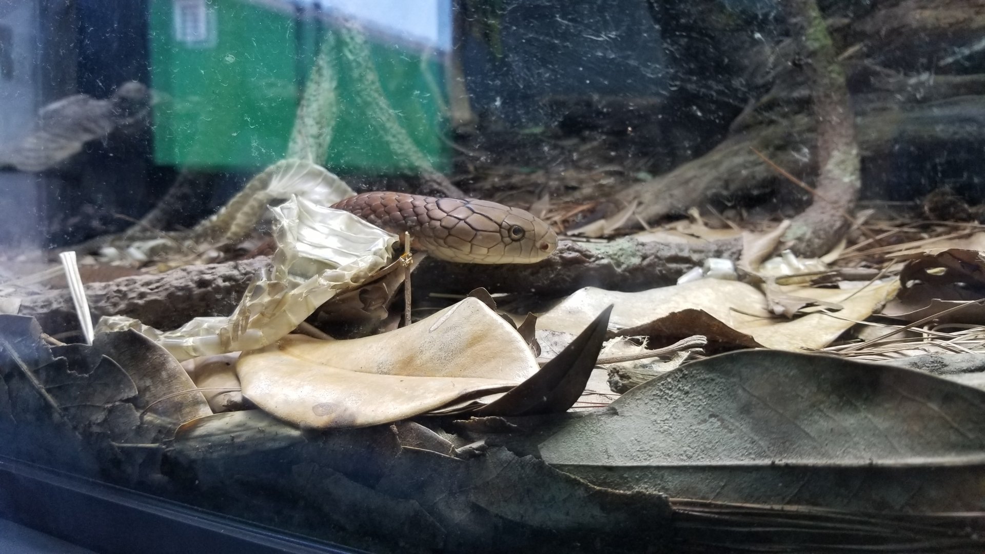 King Cobra with shed