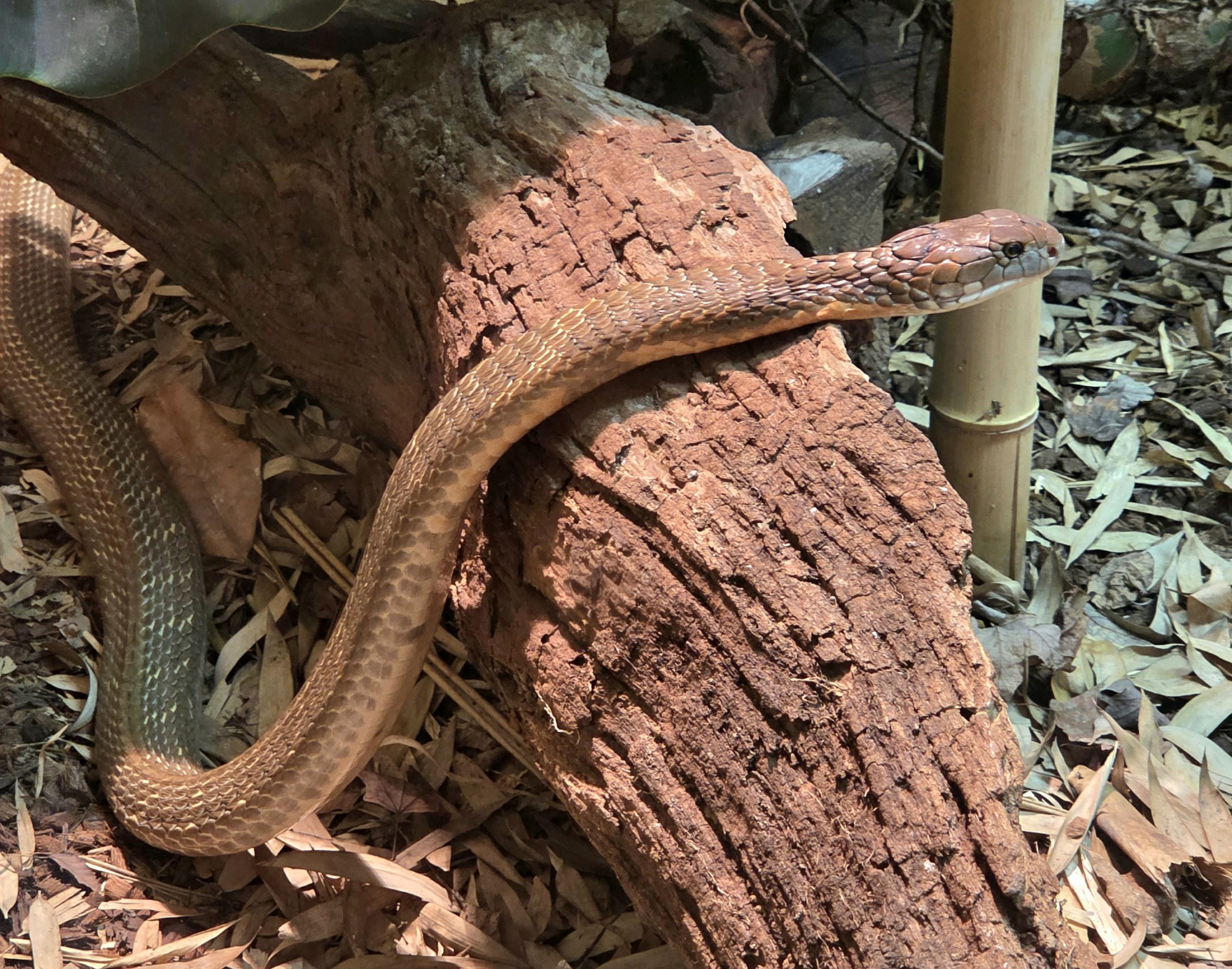 King Cobra - Zoo Knoxville