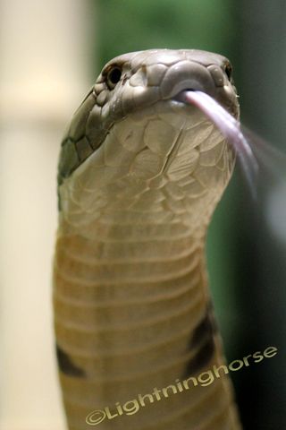 King Cobra
