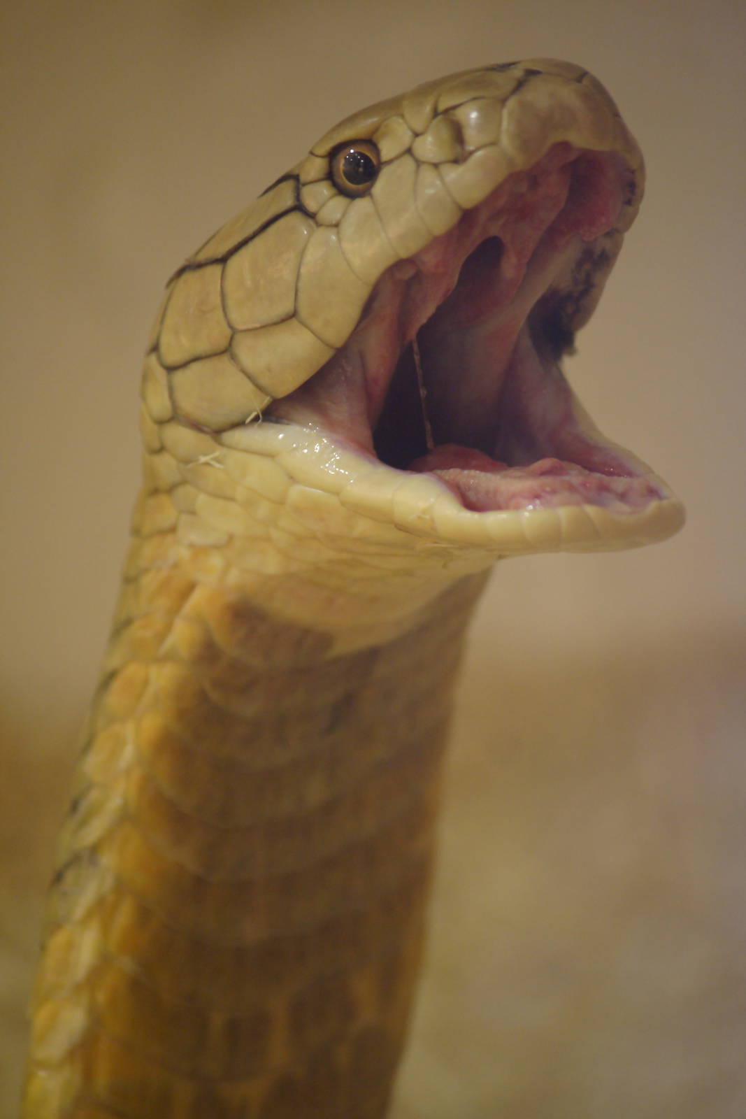 King cobra