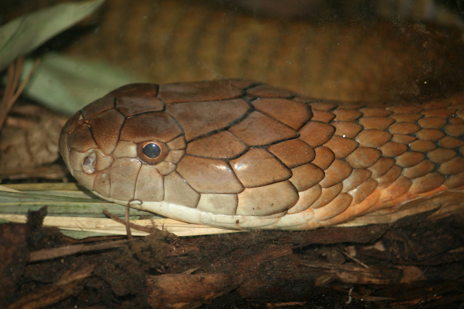 King cobra