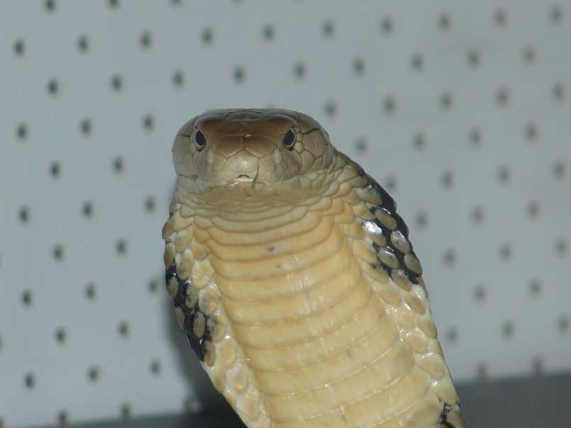 King Cobra
