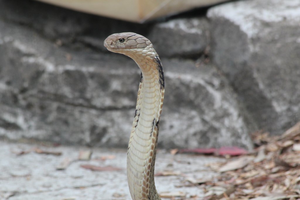 King Cobra