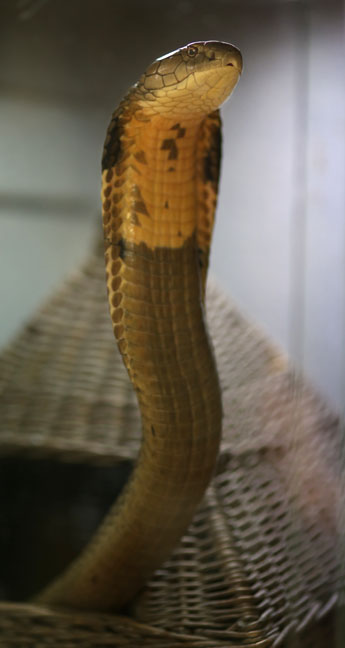 king cobra