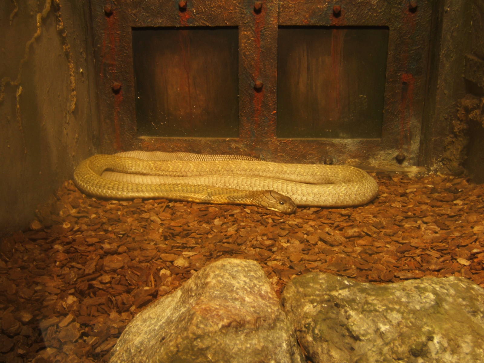 King Cobra