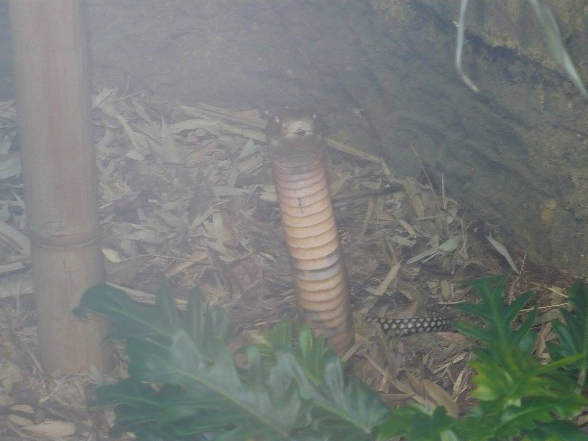 King Cobra