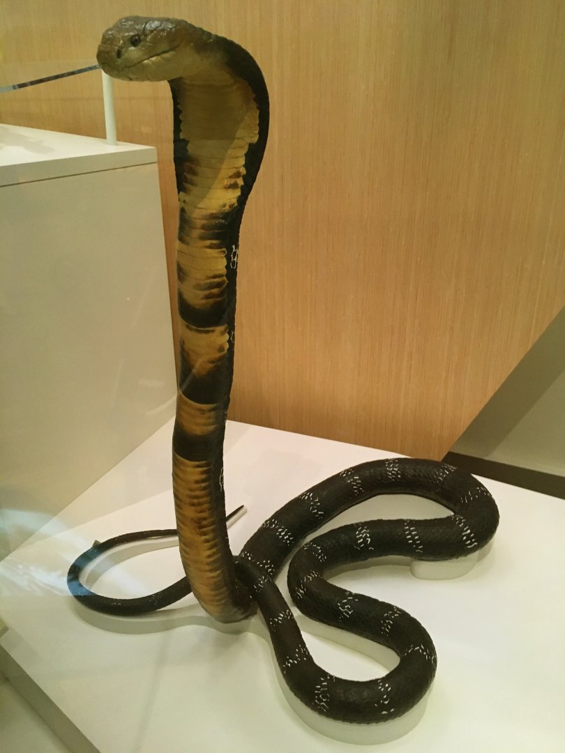 King Cobra