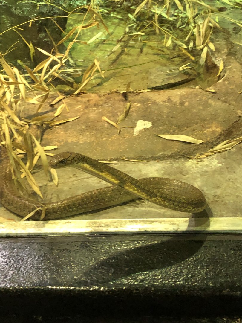 King Cobra