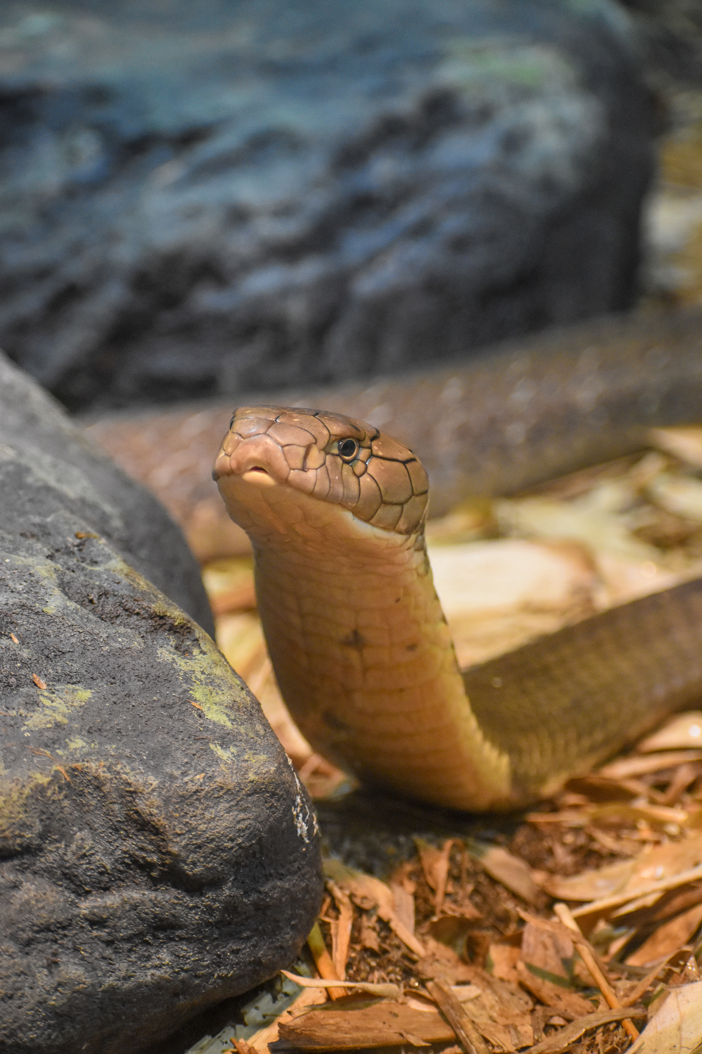 King Cobra