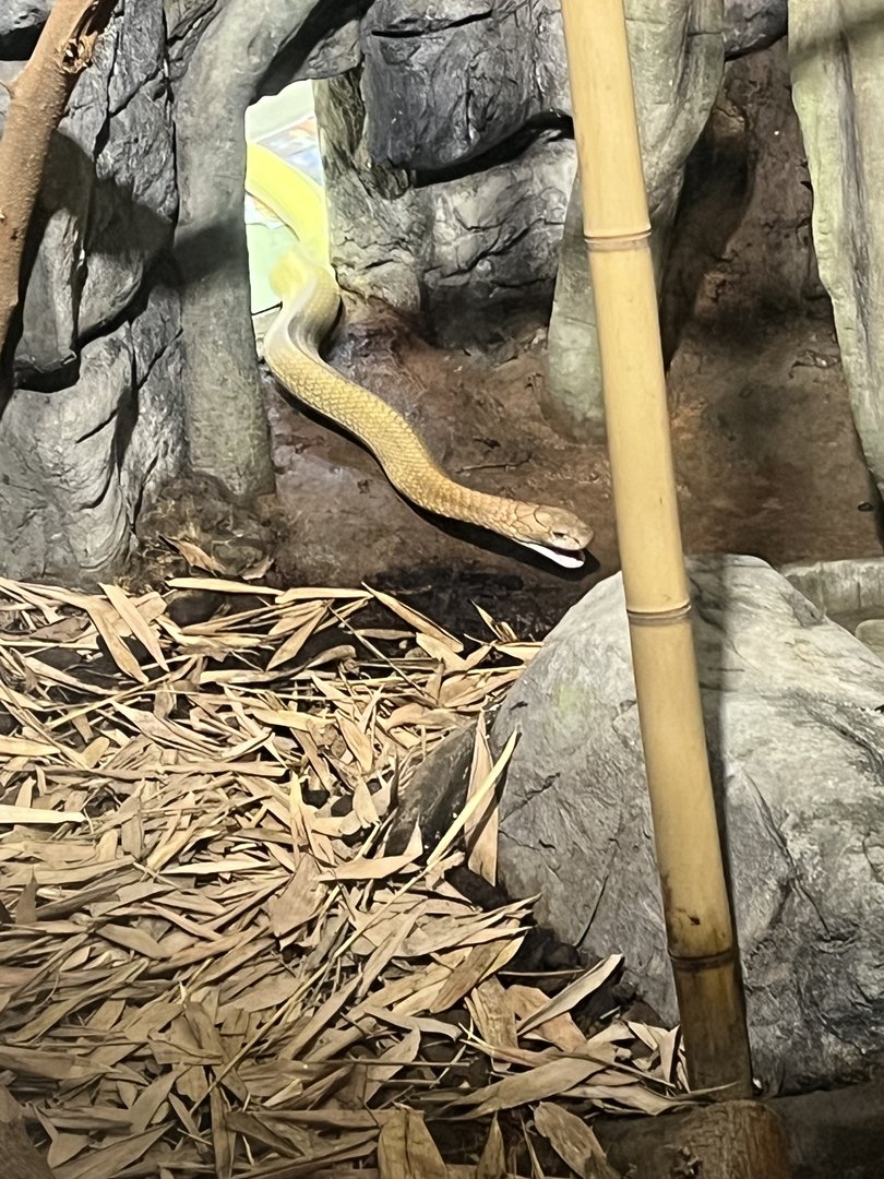 King Cobra