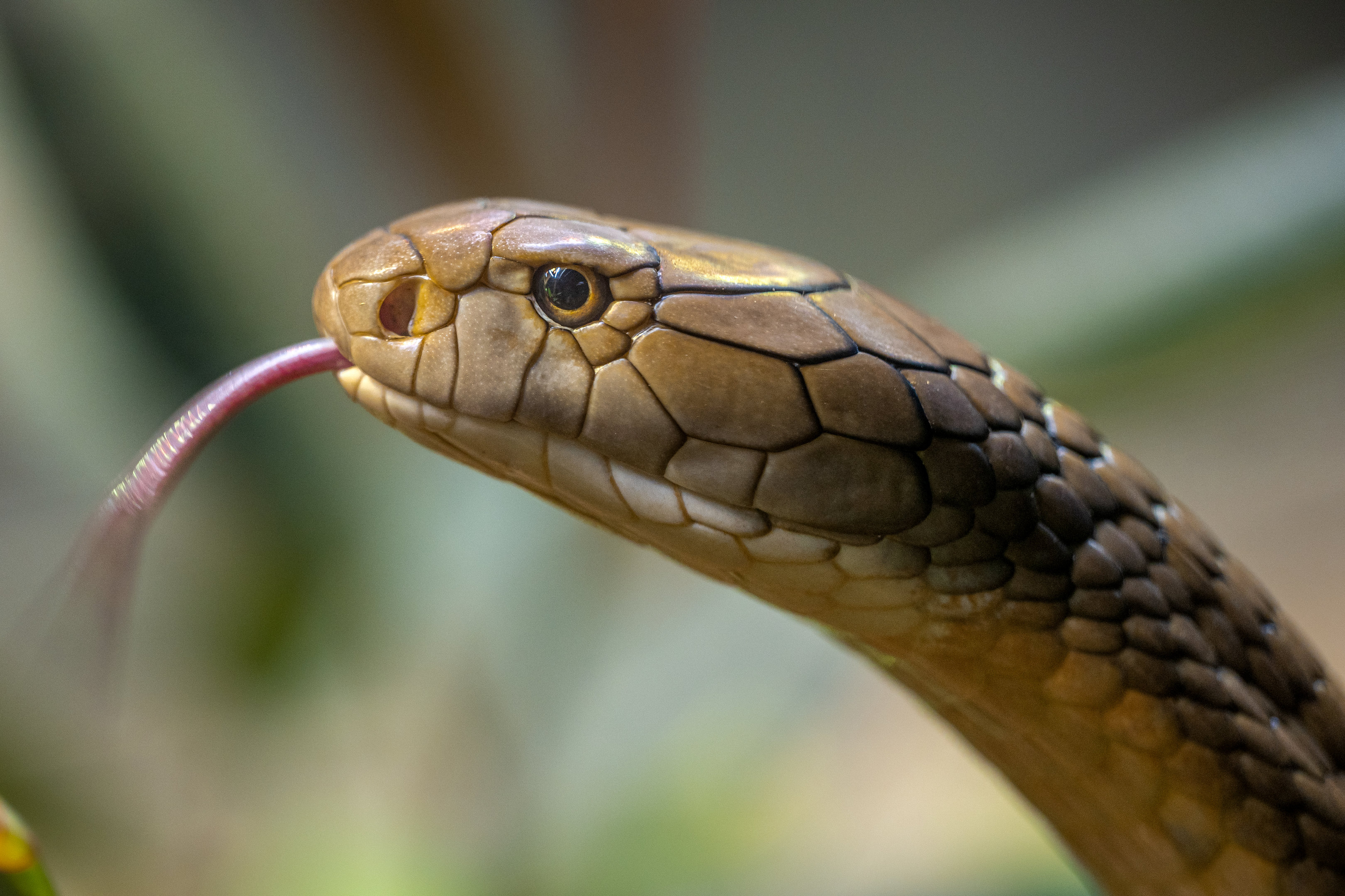 King Cobra