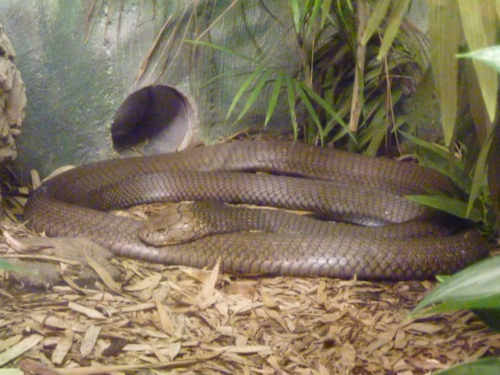 King Cobra