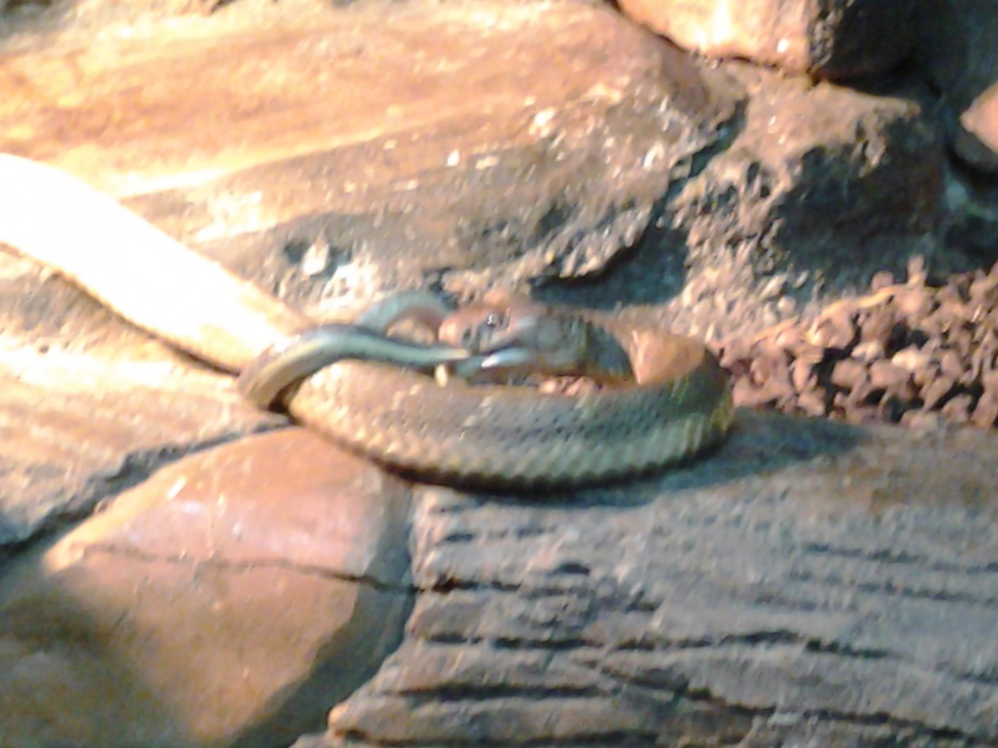King cobra