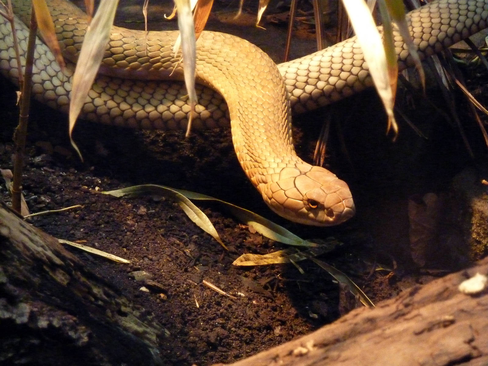 King cobra