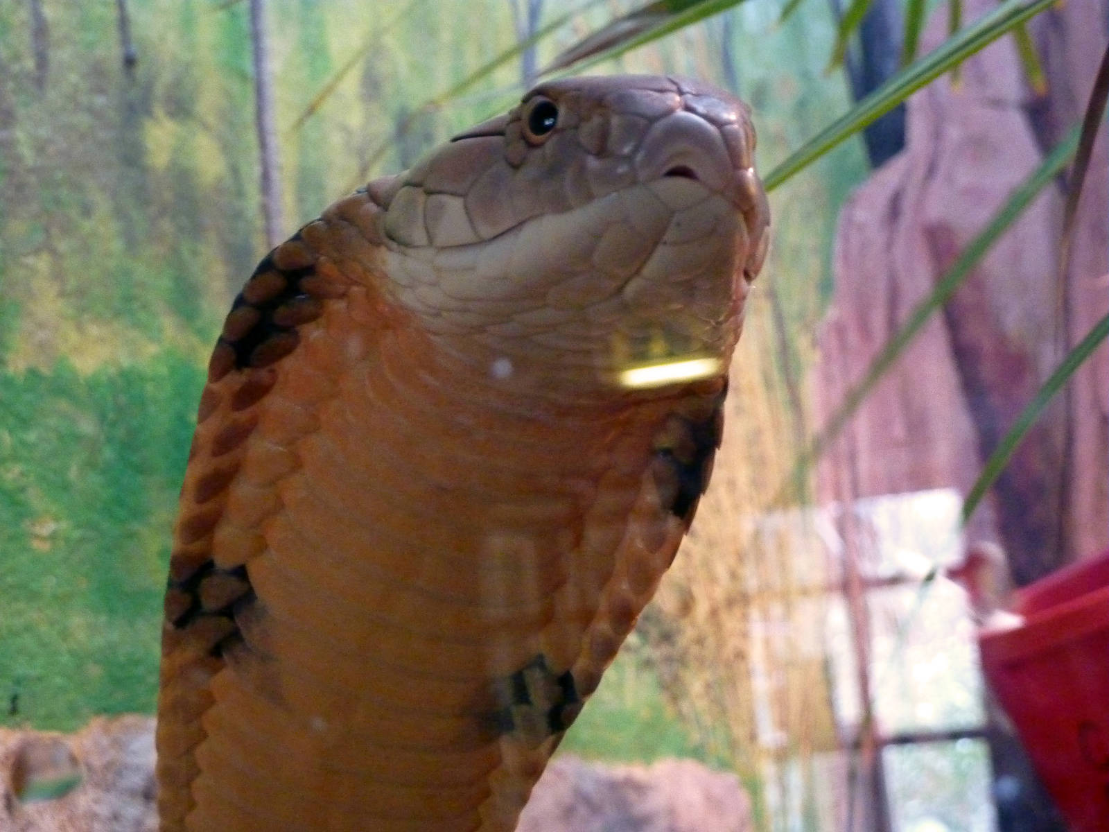 King cobra