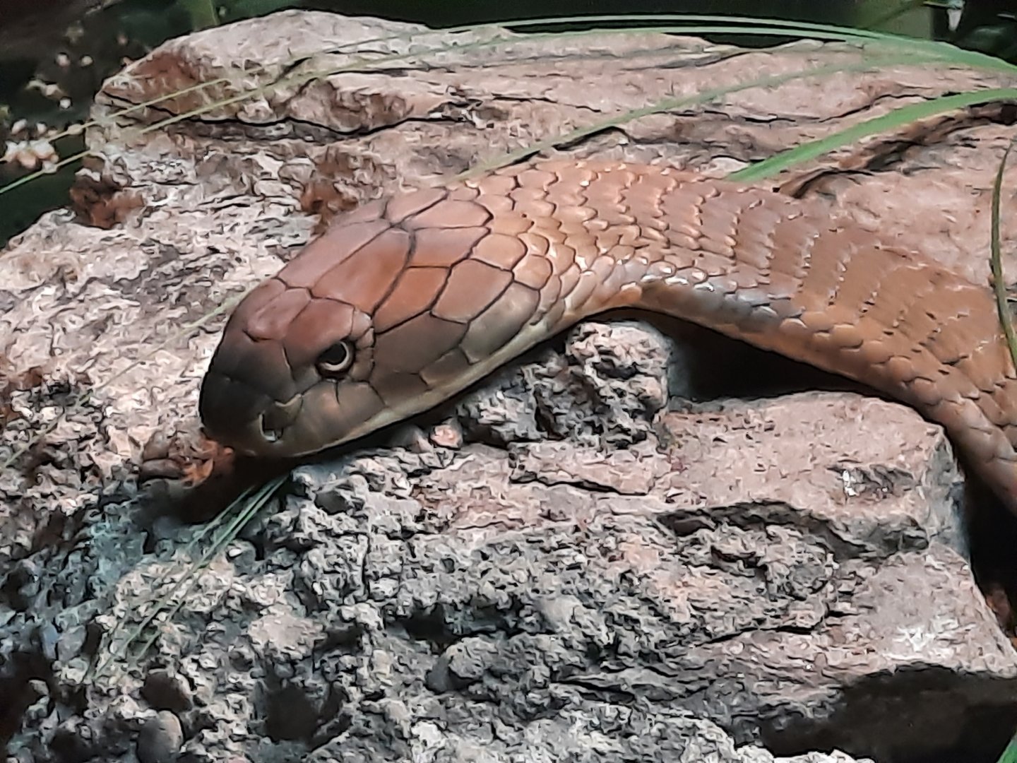 King Cobra