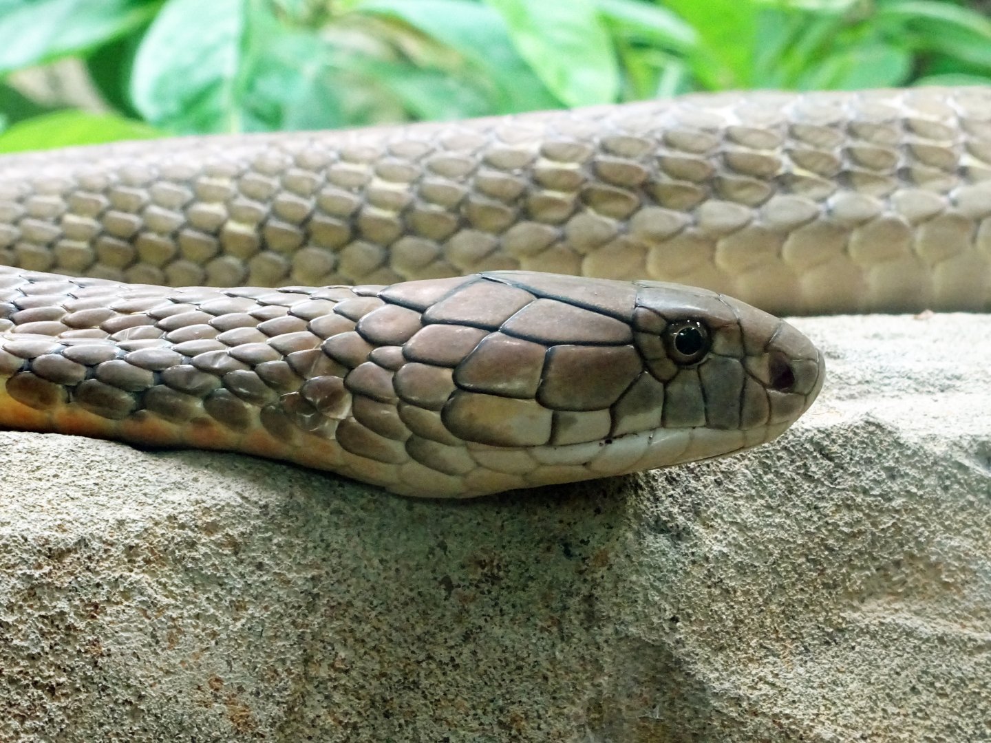 King cobra