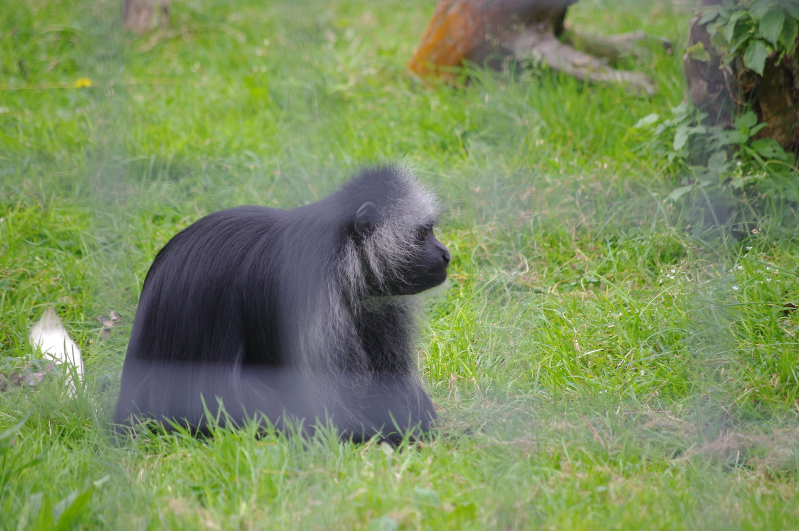 King Colobus- 1/10/2023