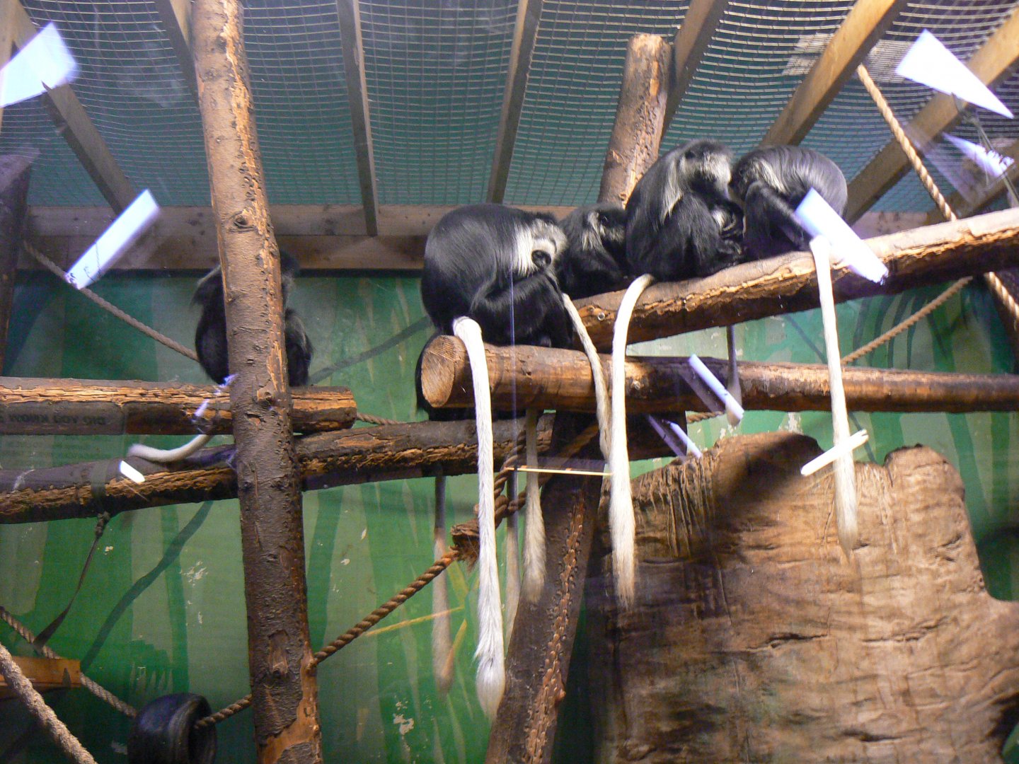 King Colobus - 15 October 2017